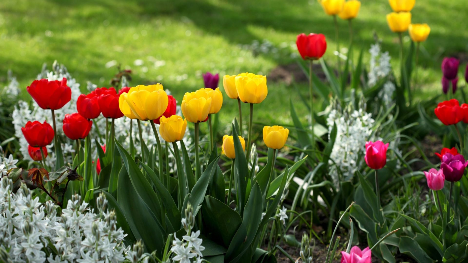 Comment planter des bulbes de tulipes: 8 étapes