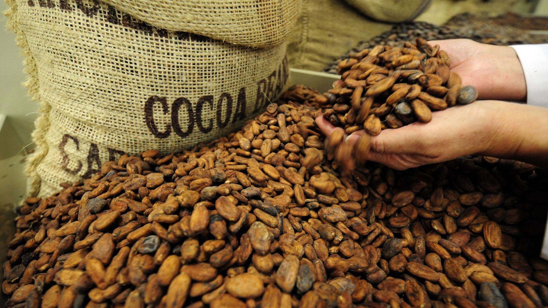 Des fèves de cacao