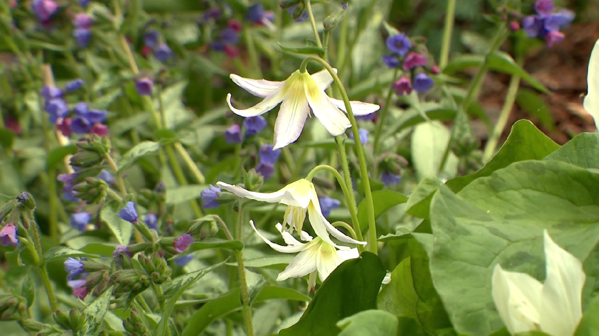 Du mauve, du rose, du blanc quelle belle association avec les Pulmonaria
