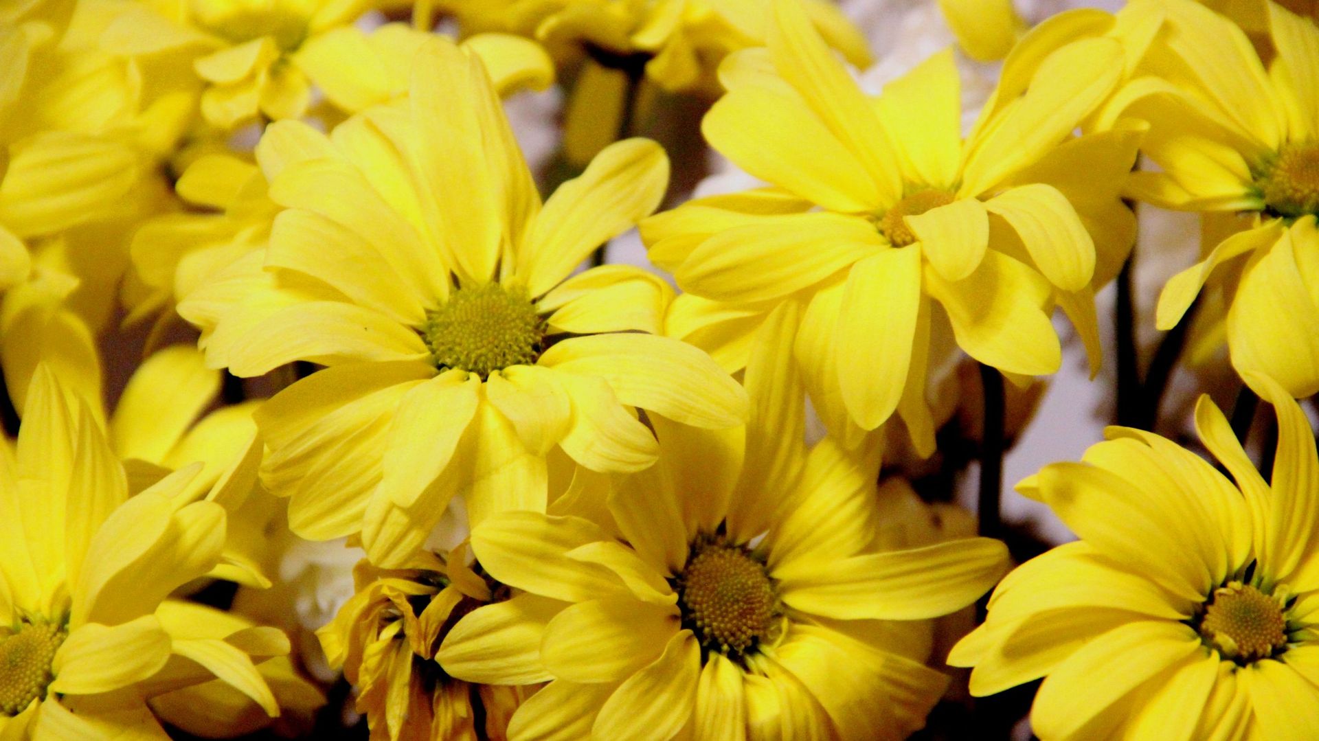L’anthémis la plus commune est la tinctoria, aussi appelée anthémis des teinturiers. La plante servait autrefois à la confection de la teinture jaune.