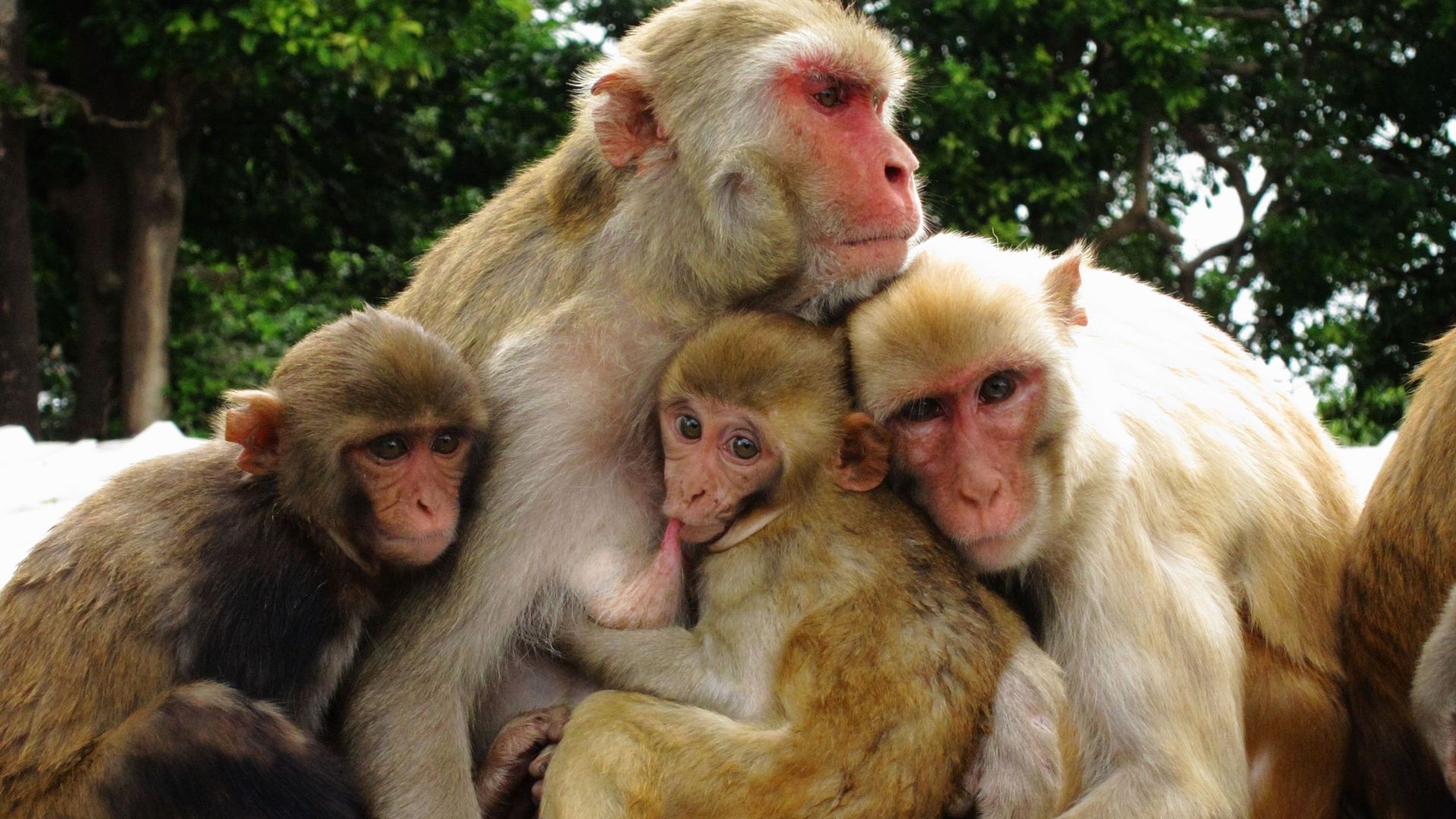 Femelle adulte en contact avec son enfant, son adolescent et sa sœur. Cette image illustre le fait que les femelles macaques rhésus nouent des liens forts avec leurs proches.