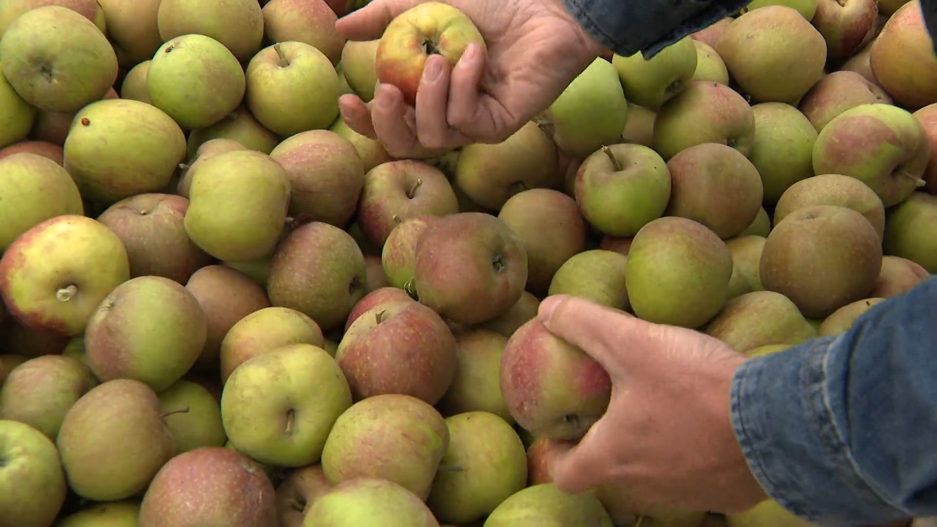Emplois saisonniers : 1600 fruiticulteurs et maraîchers doivent rembourser des milliers d’euros au fisc