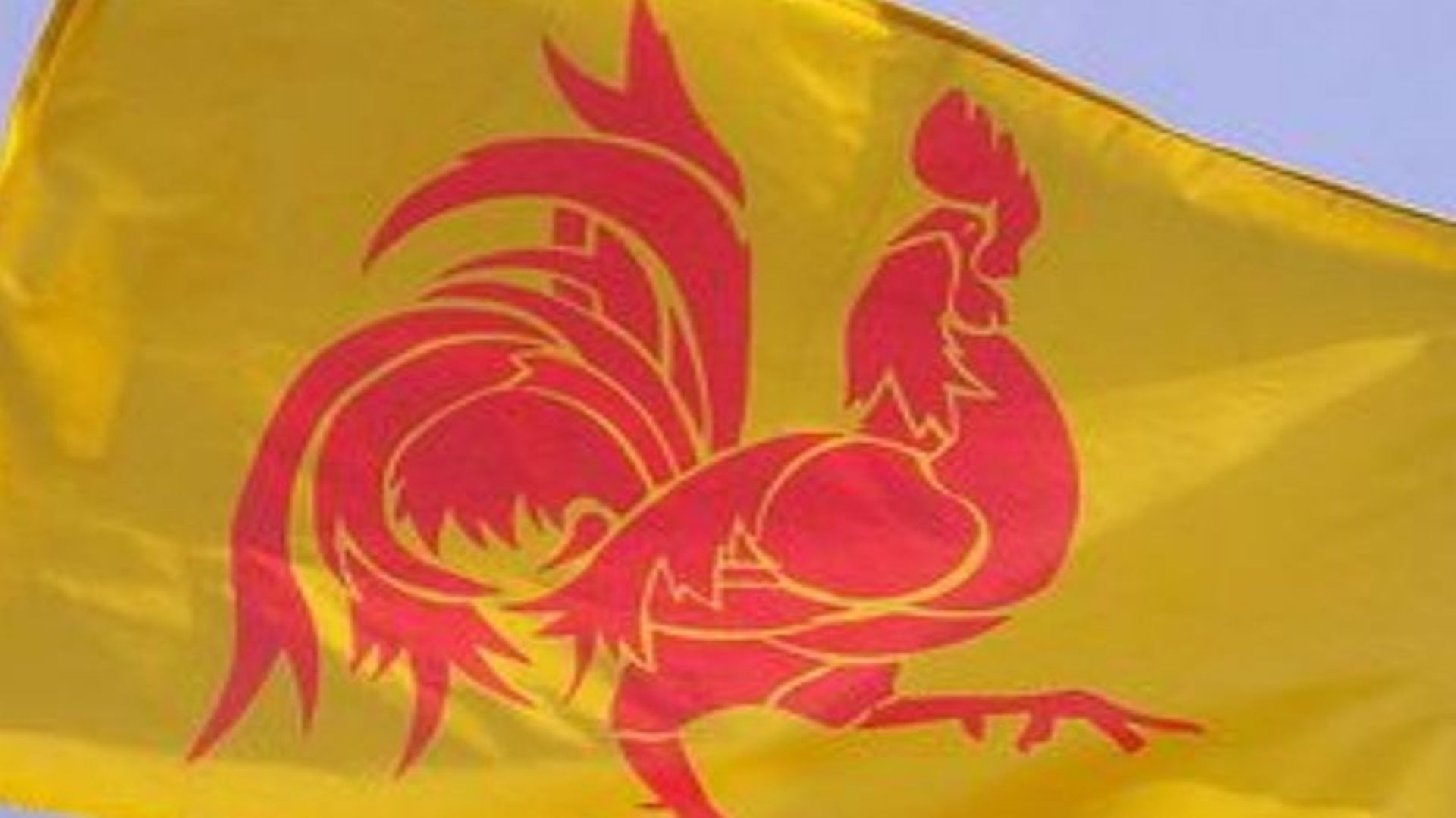 Le coq wallon shop