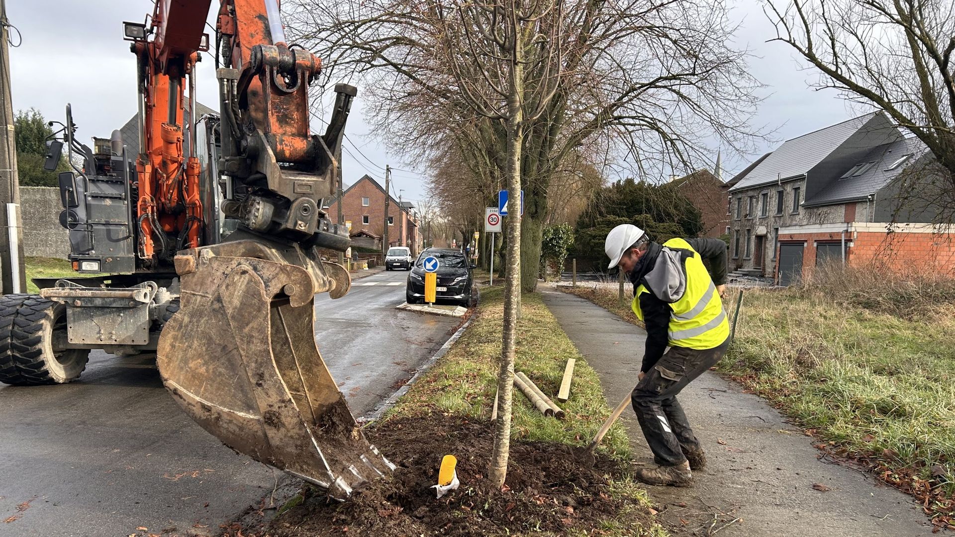 A Walhain, on plante des tilleuls dans la drève pour remplacer les arbres malades abattus l’an dernier
