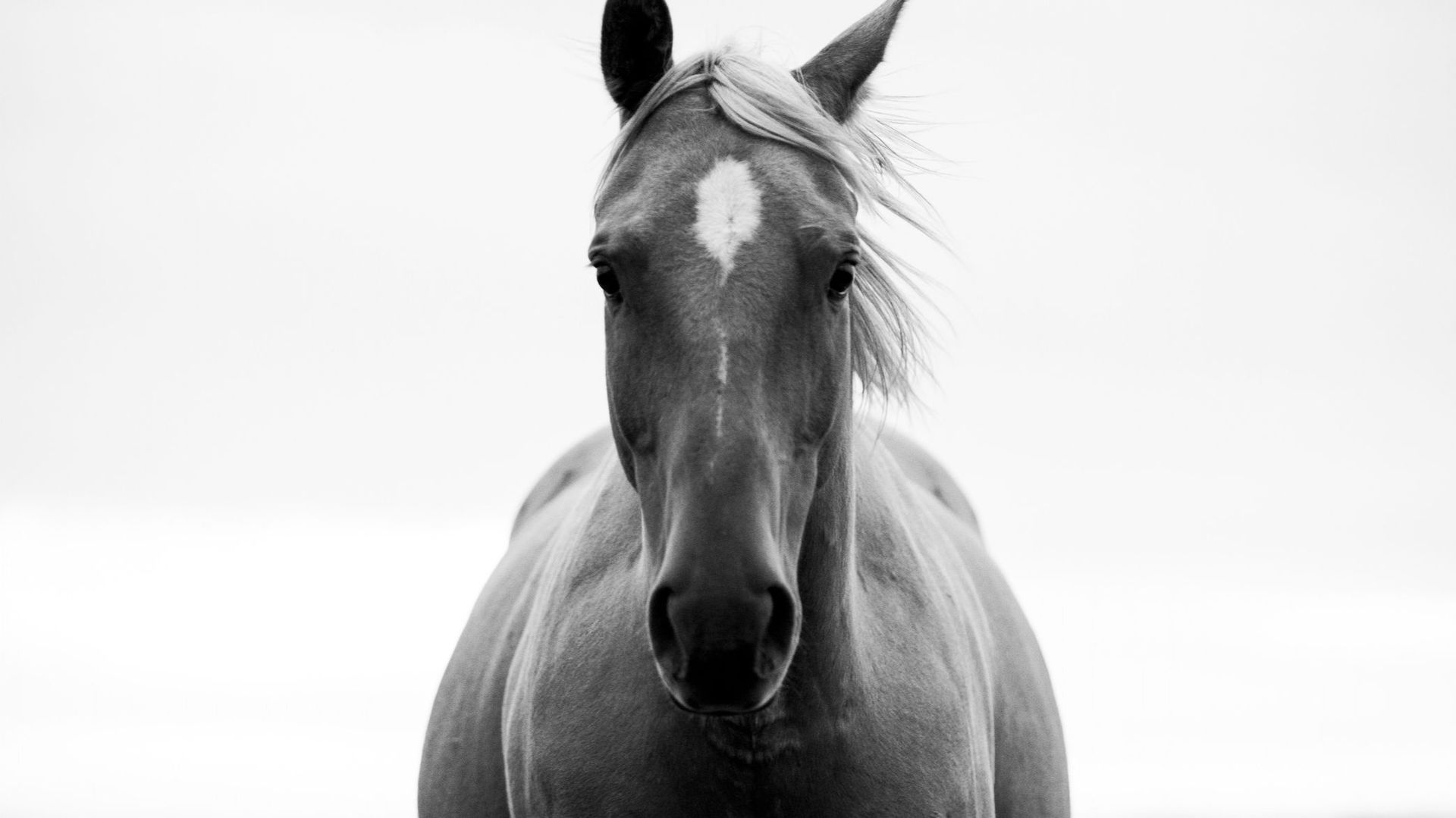 C'est l'histoire d'un animal : Les chevaux calculateurs, un mystère jamais éclairci