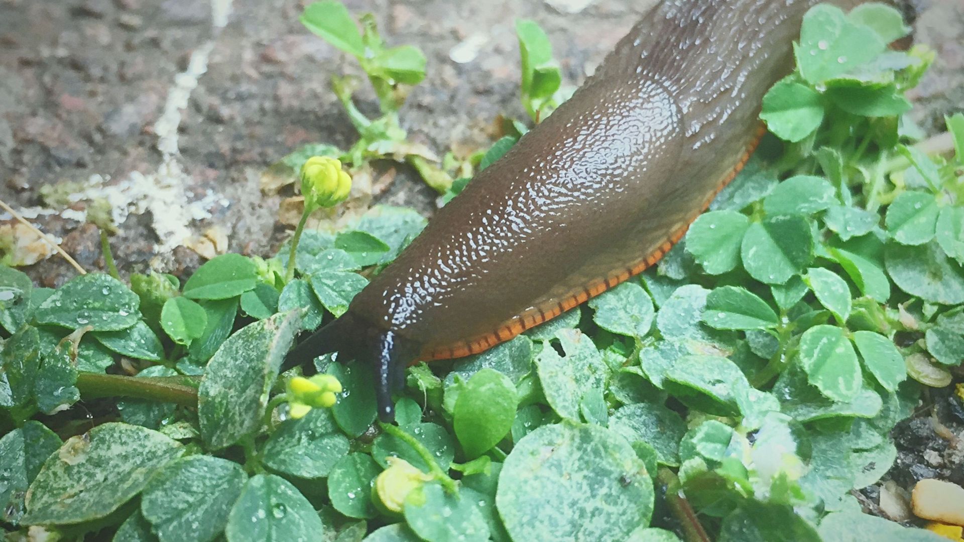 Close-Up Of Slug On Plants