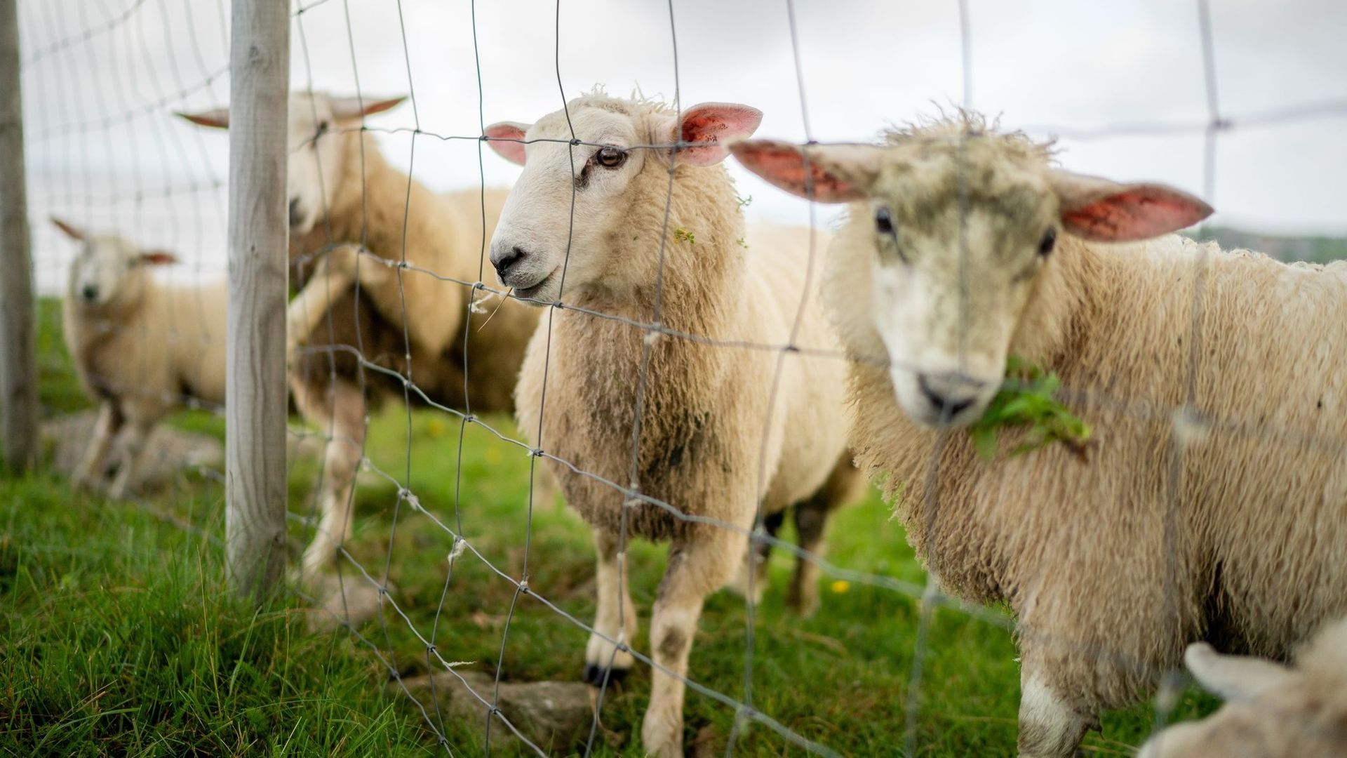 Une laine sans maltraitance animale et sans dégradation environnementale.