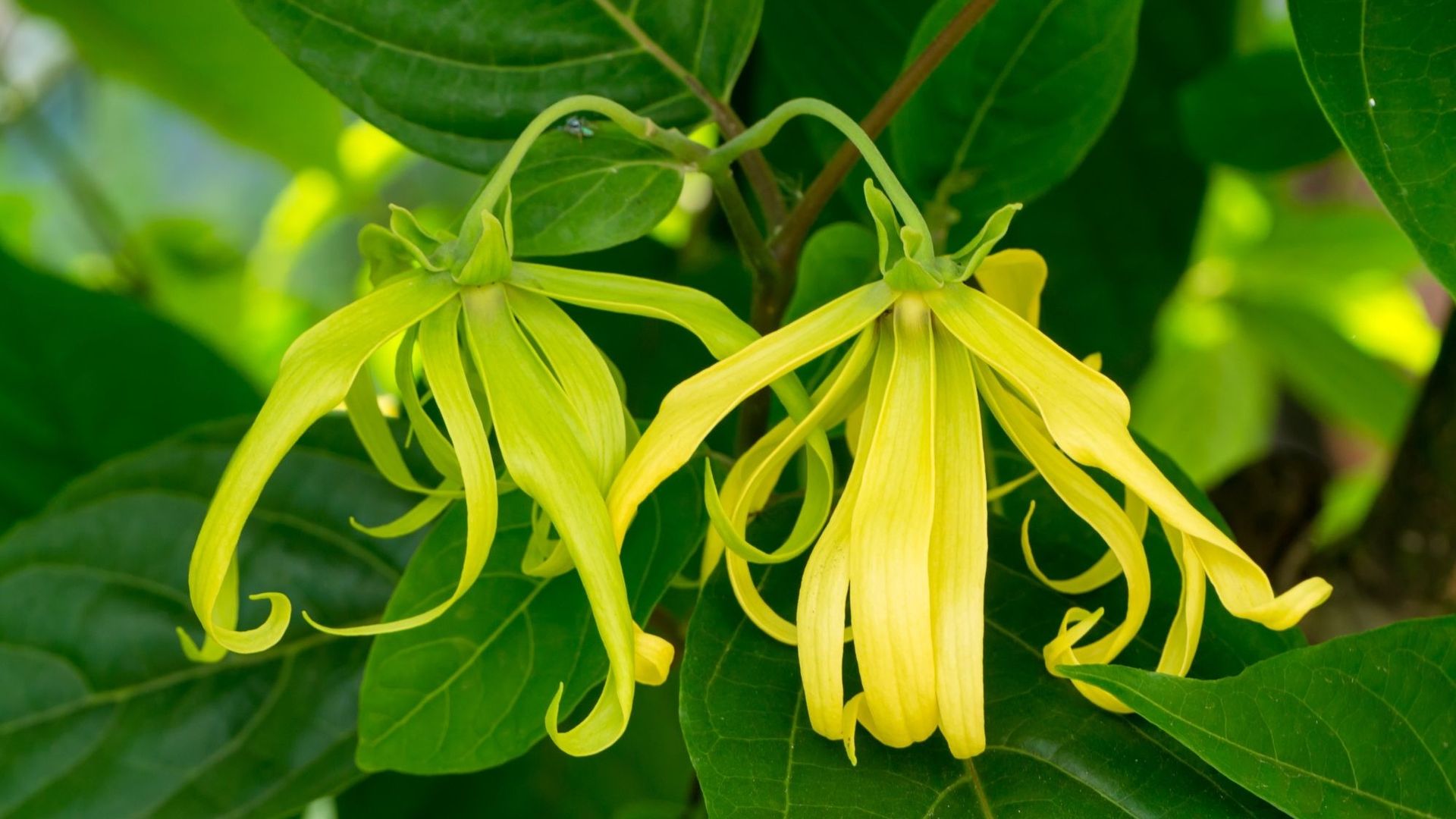 Le pouvoir des huiles essentielles : l’ylang-ylang, une fleur apaisante et tonifiante