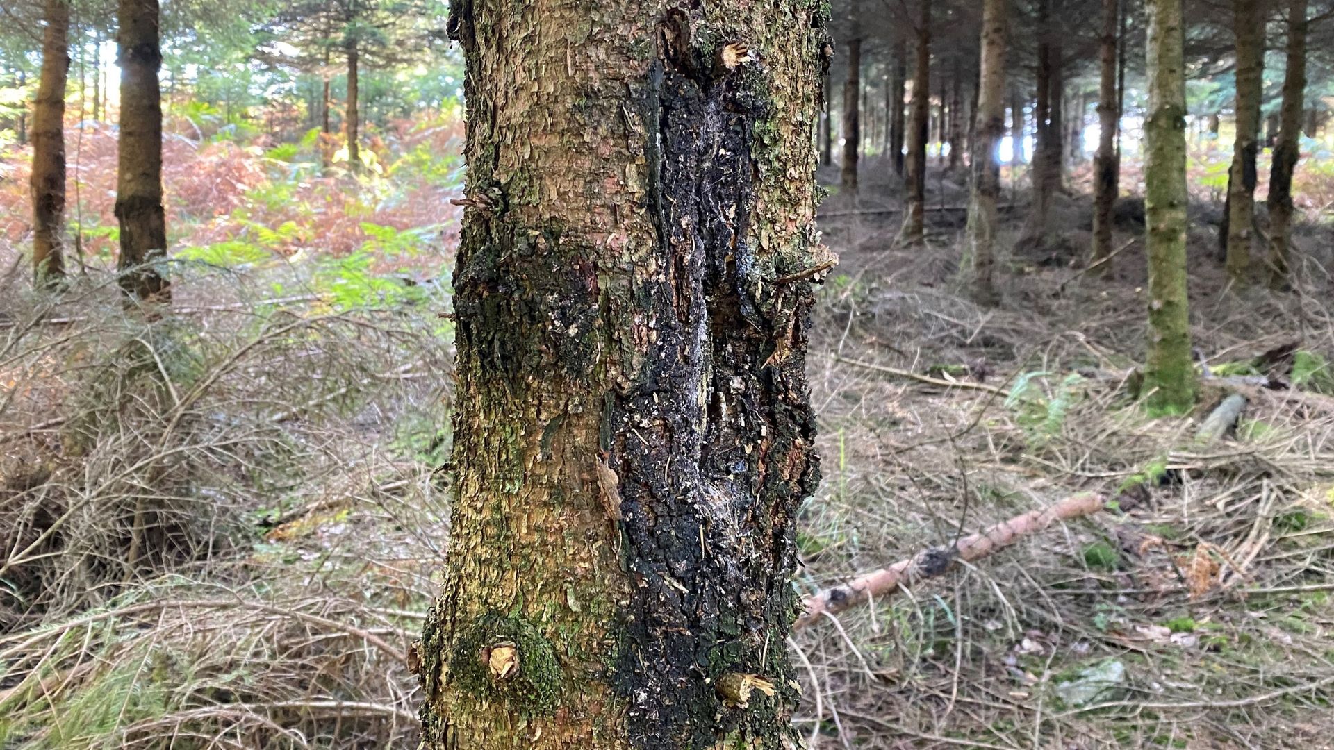 Les cervidés raffolent de la sève d’épicéa, ce qui n’est pas sans conséquence pour la santé de l’arbre et la qualité du bois.