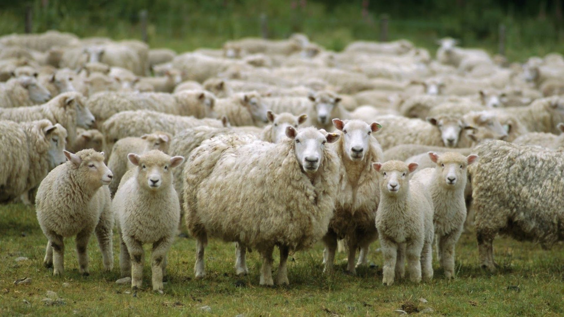 Peut-on faire courir les moutons?