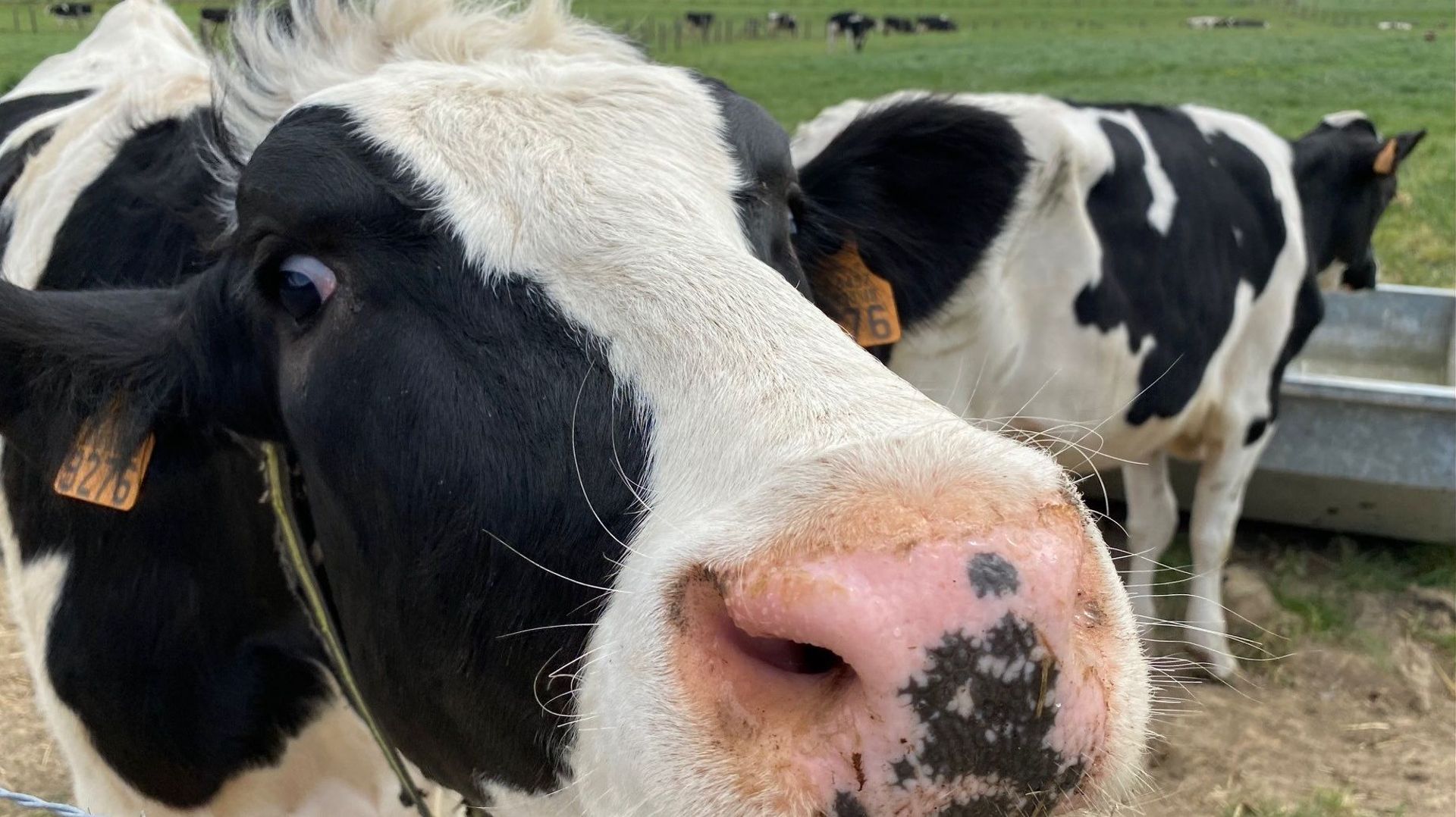Des vaches laitières analysées en permanence au CRA-W