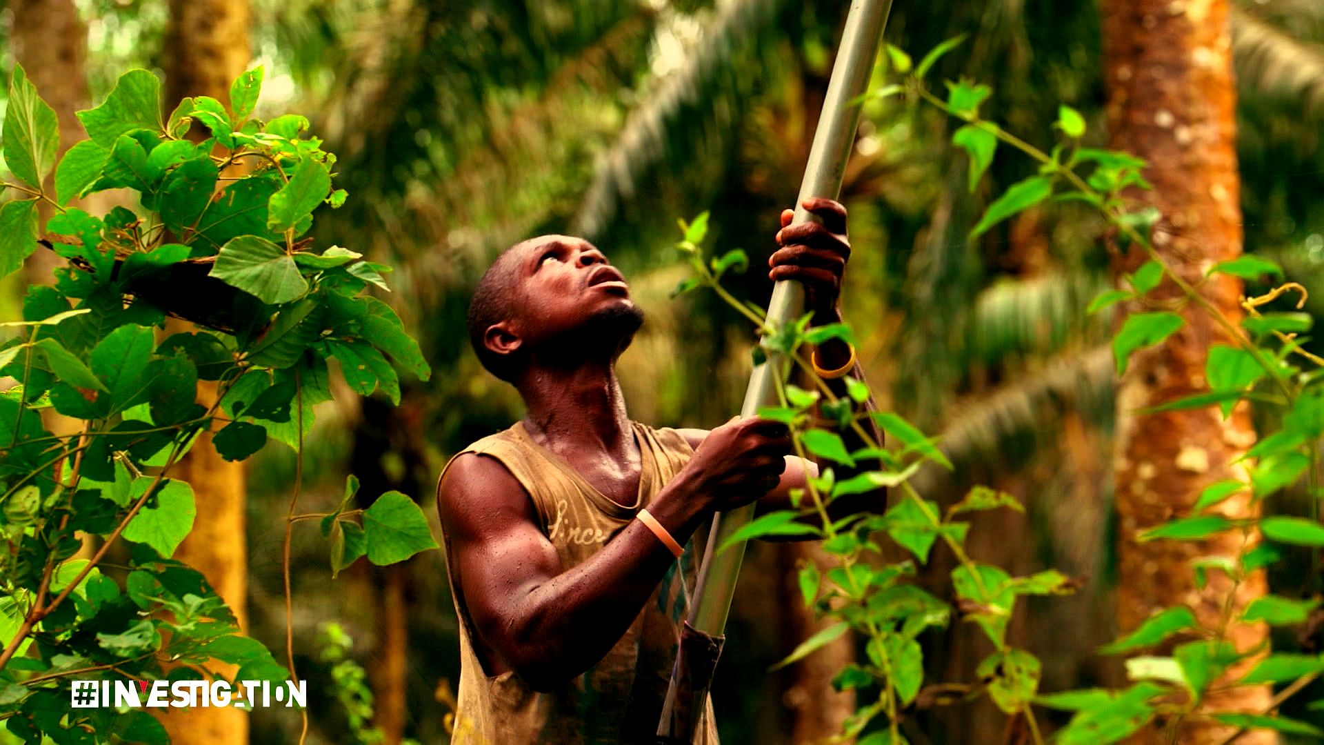 Un travailleur sous-traitant dans la plantation de Dibombari
