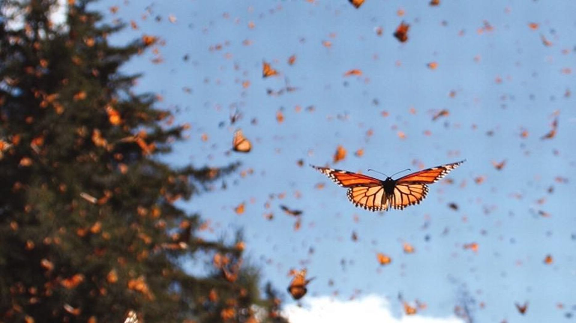 La migration des papillons est un des phénomènes les plus visibles et connues des entomologistes
