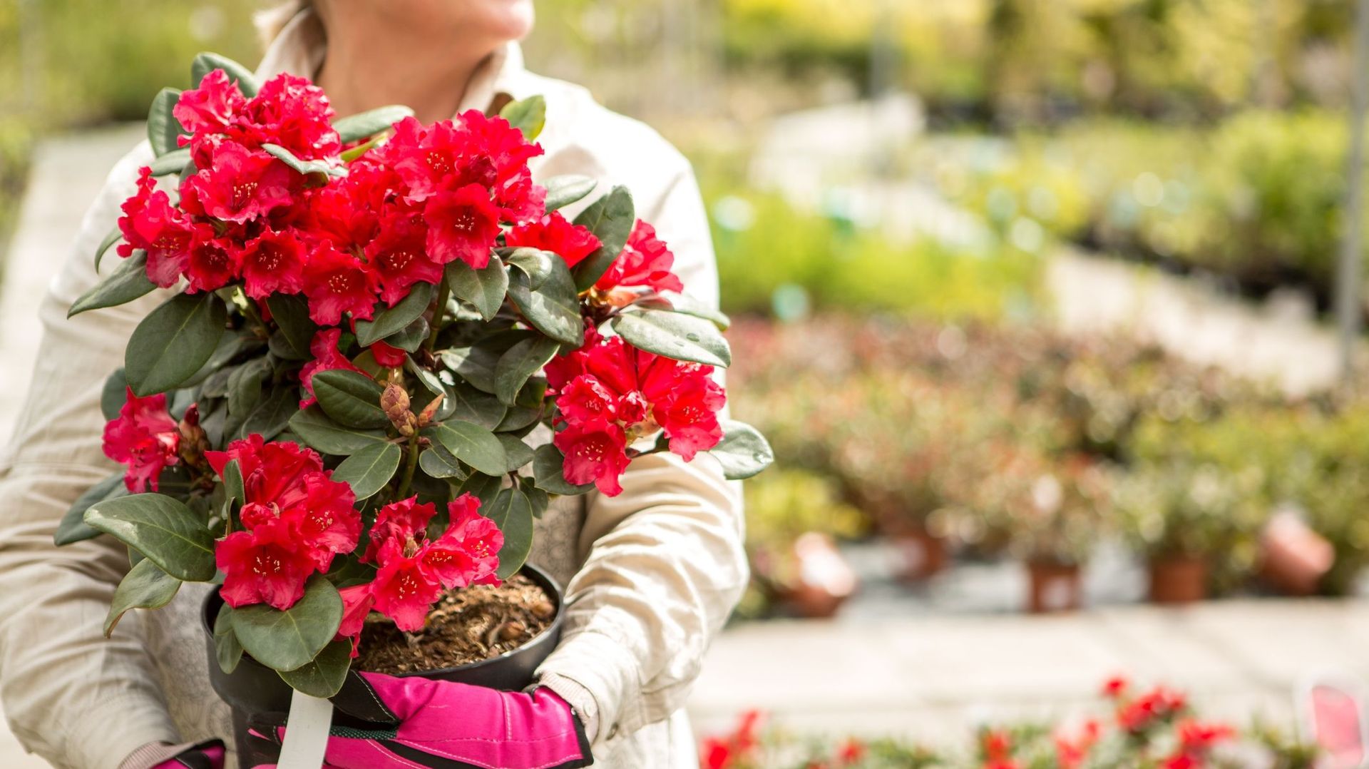 Désormais, on ne peut plus acheter un rhododendron sur un simple coup de cœur pour sa floraison. Il faut privilégier les variétés les plus résistantes aux nouvelles conditions climatiques. Le conseil des pépiniéristes spécialisés est essentiel.