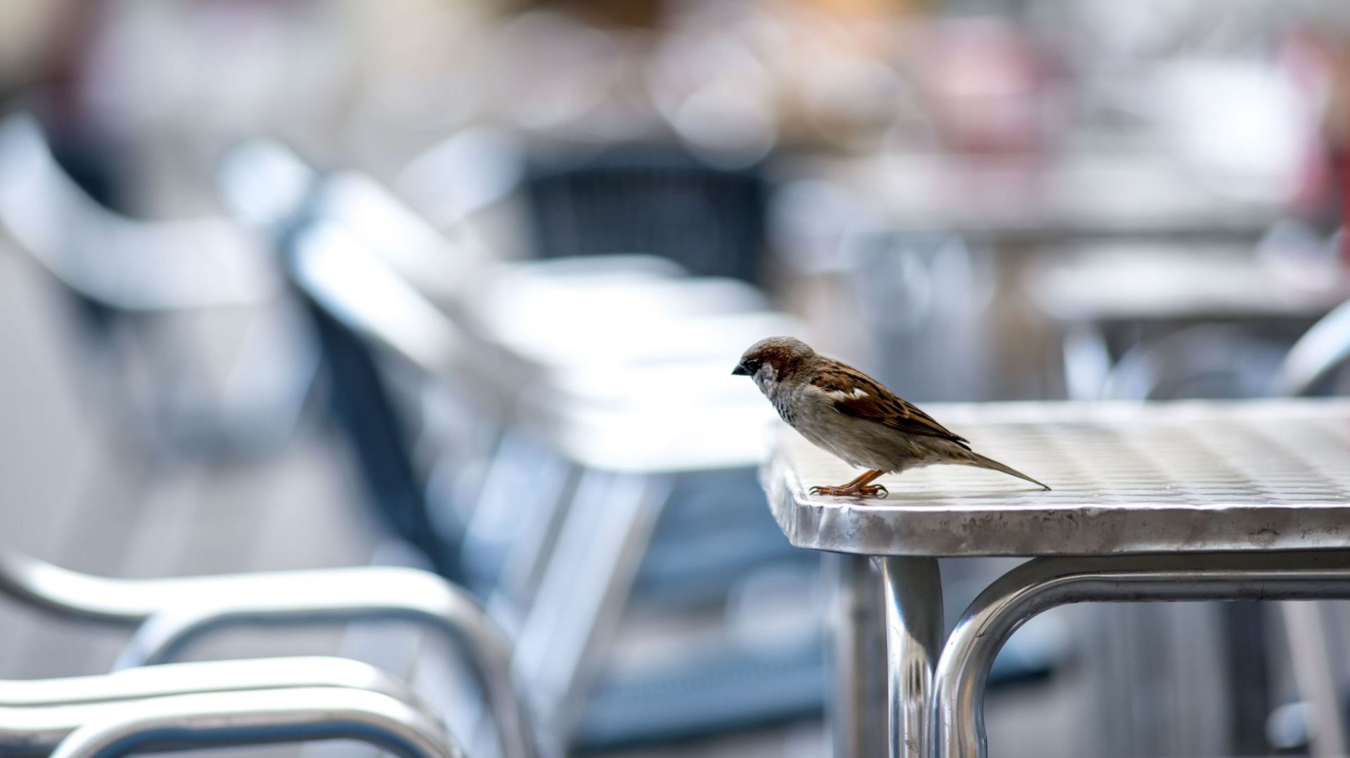 Le confinement modifie l'horaire du chant des oiseaux en ville selon une étude catalane