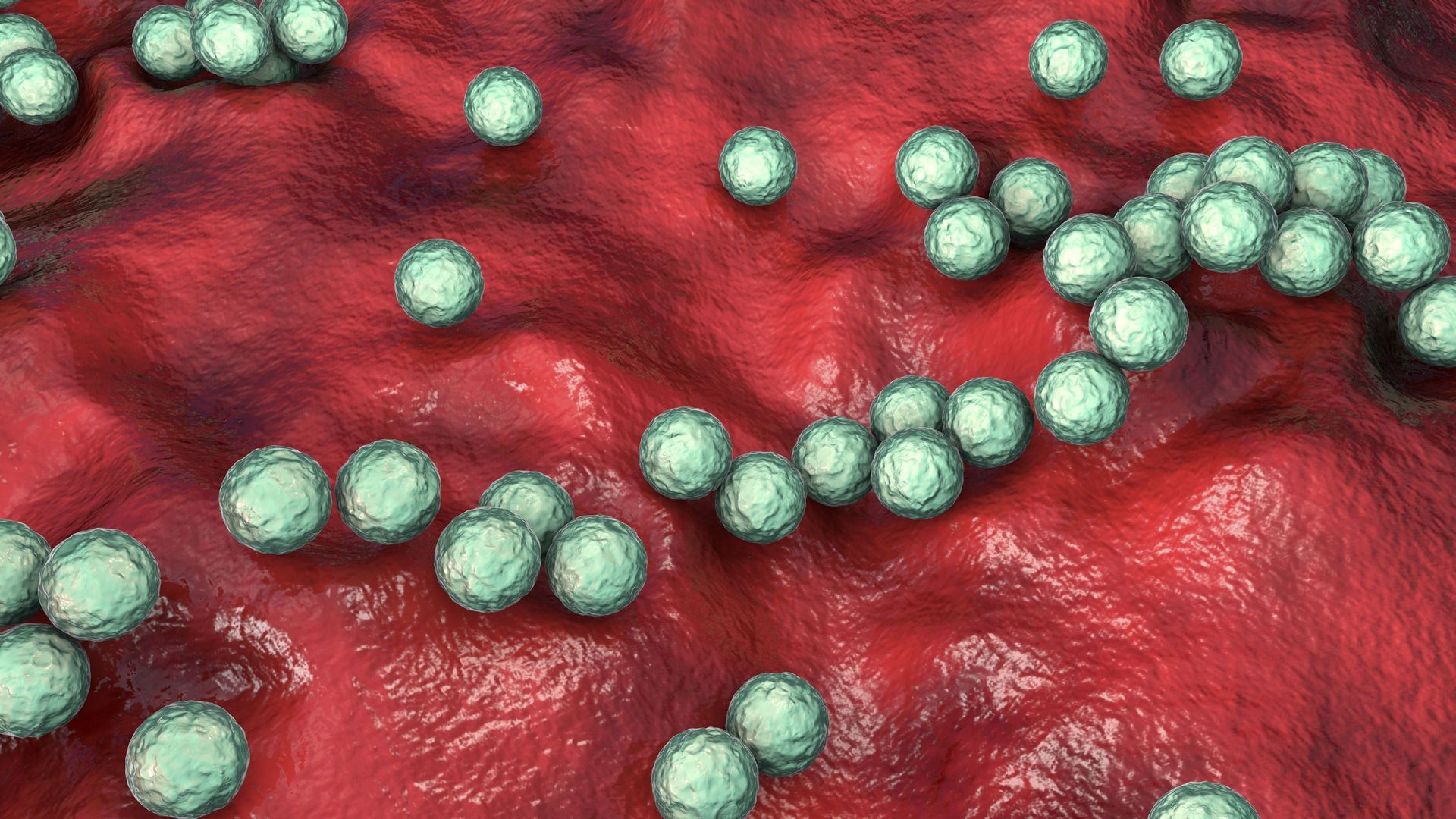 Streptococcus pyogenes bacteria, illustration.