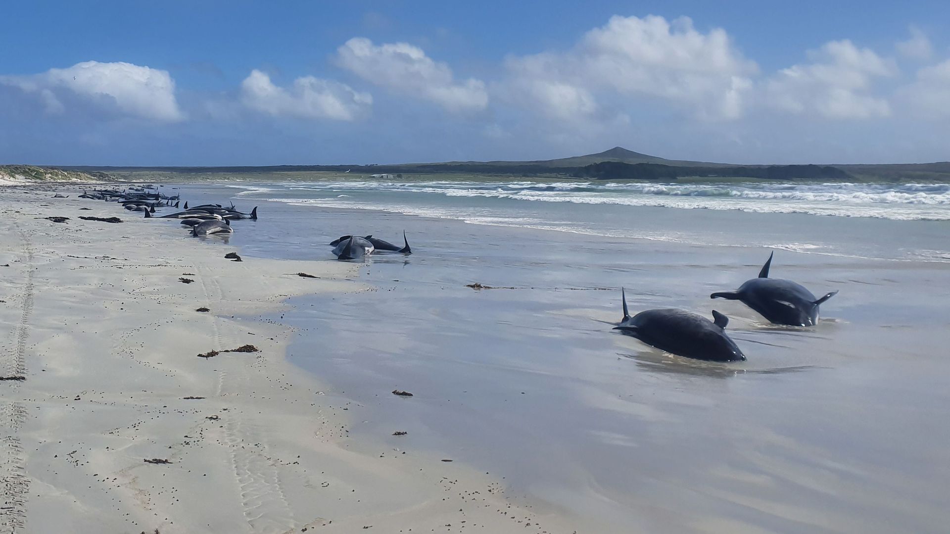 De nombreux "dauphins-pilotes" meurent échoués en Nouvelle-Zélande
