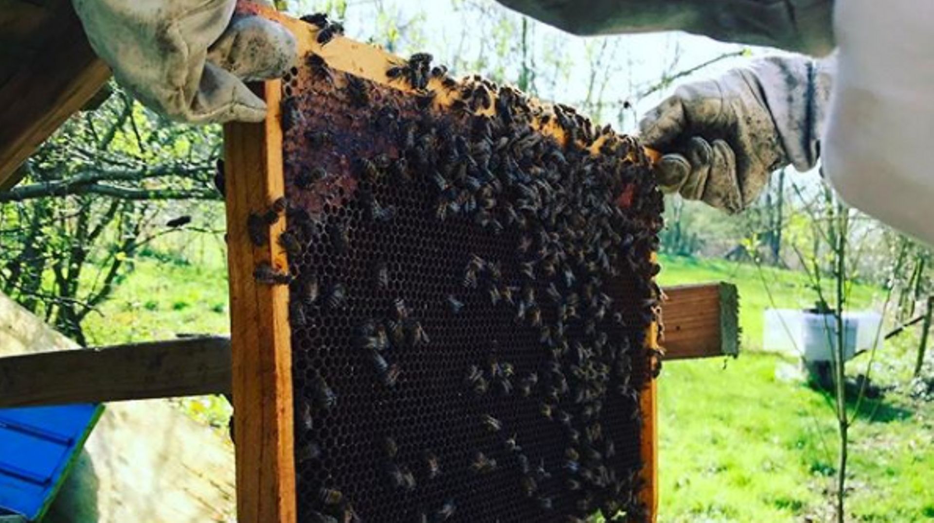 Le retour du froid a-t-il perturbé nos abeilles ? petit tour en Wallonie et à Bruxelles