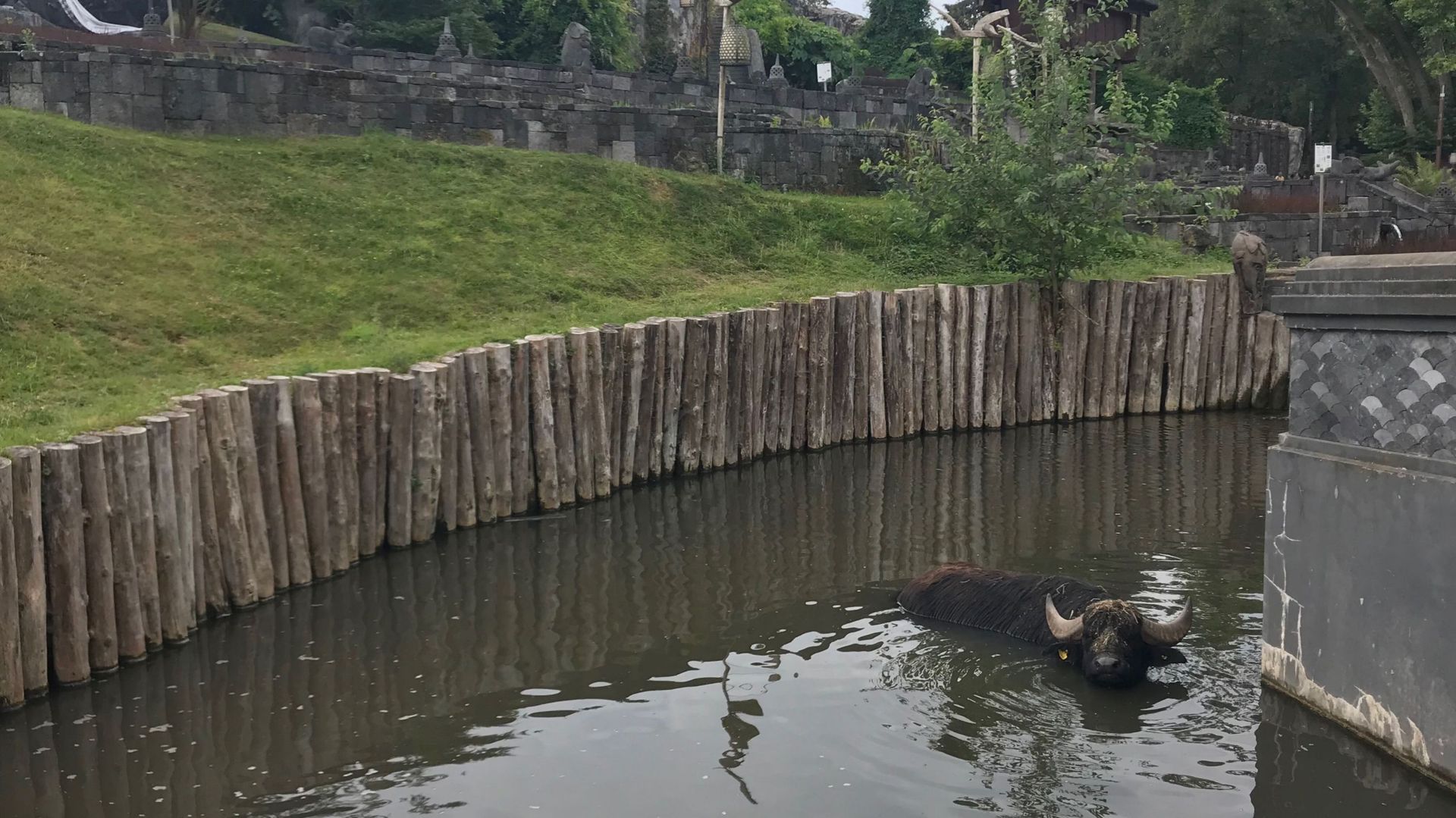 Buffles et éléphants aiment se rafraîchir en prenant un bain. 