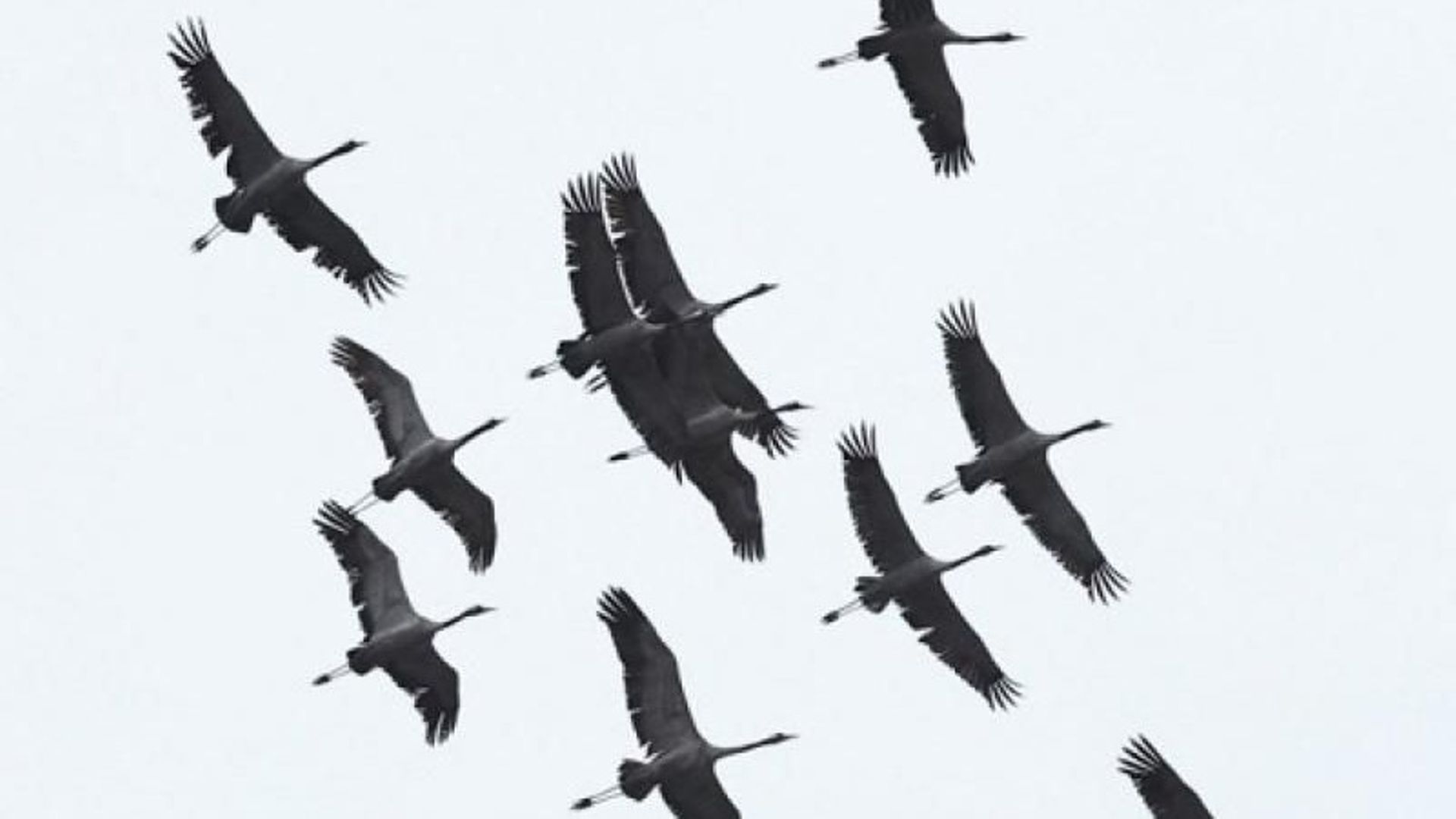 Plus de 900.000 oiseaux migrateurs recensés en Belgique dimanche dernier