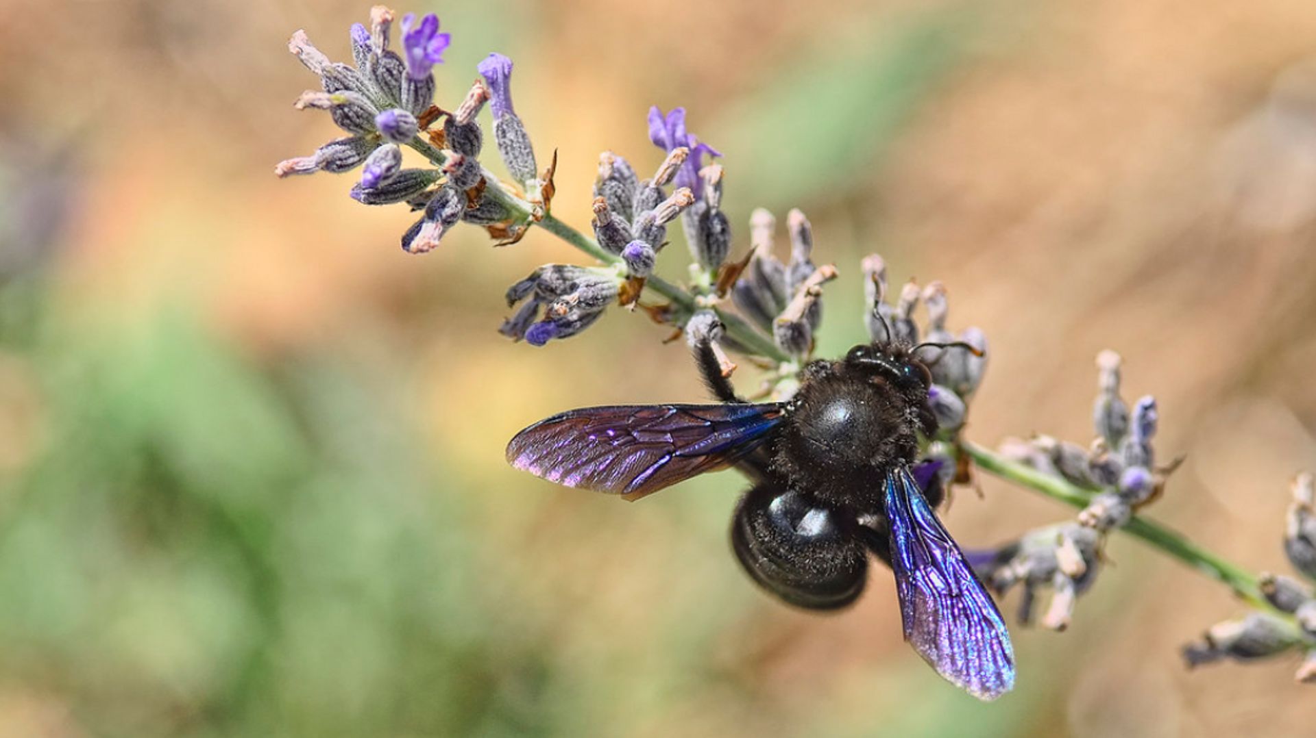 L'abeille charpentière est reconnaissable à ses ailes bleutées métallisées