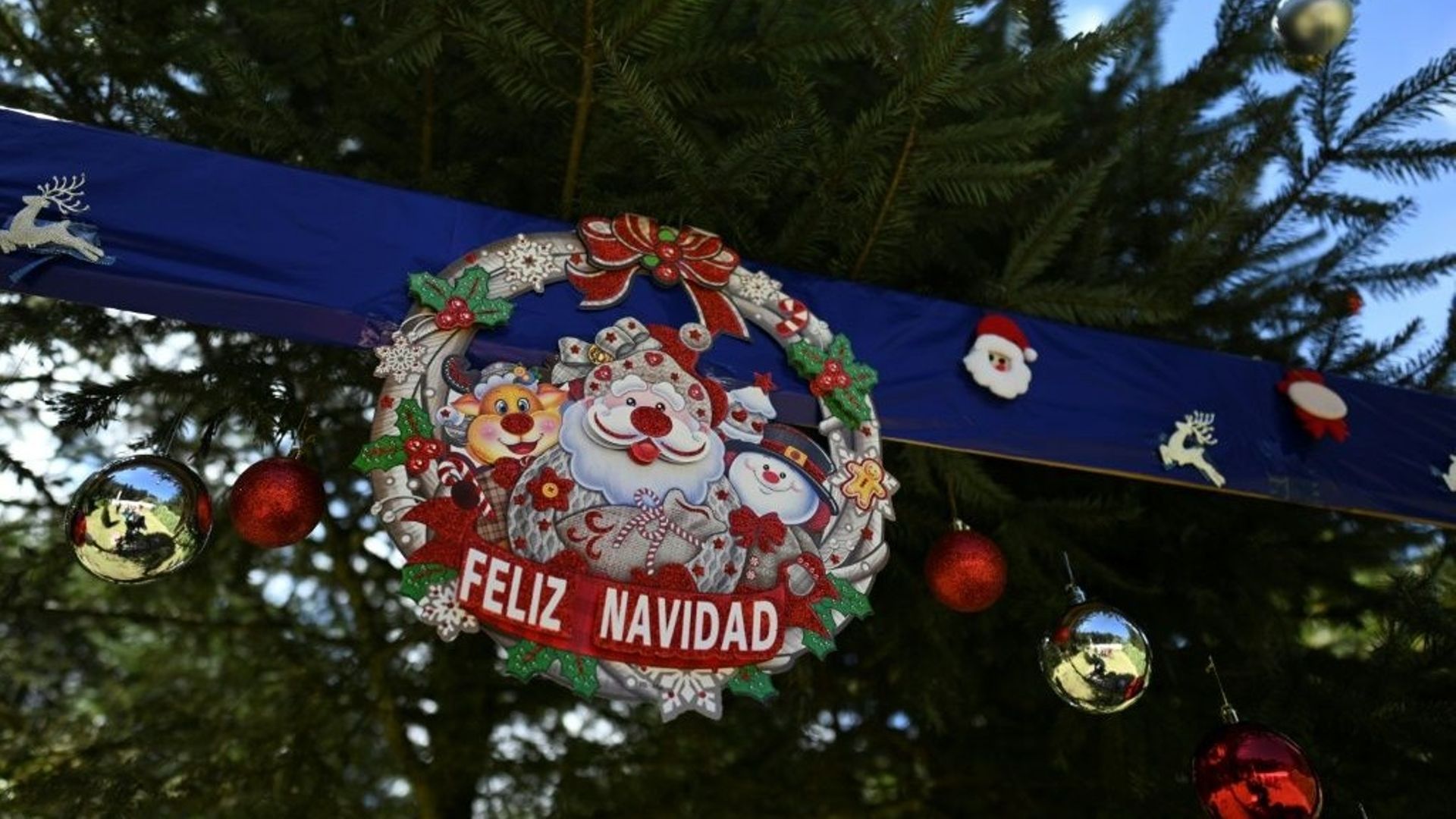 Décoration de Noël sur un sapin à la ferme Helvetia, à Tecpan, au Guatemala, le 11 novembre 2022.