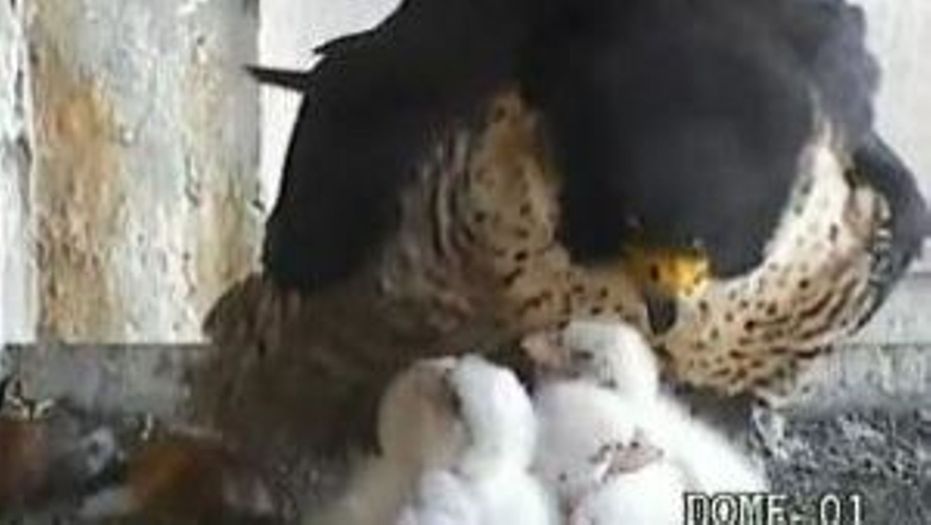 Bruxelles: des webcams pour observer les faucons de Sainte-Gudule