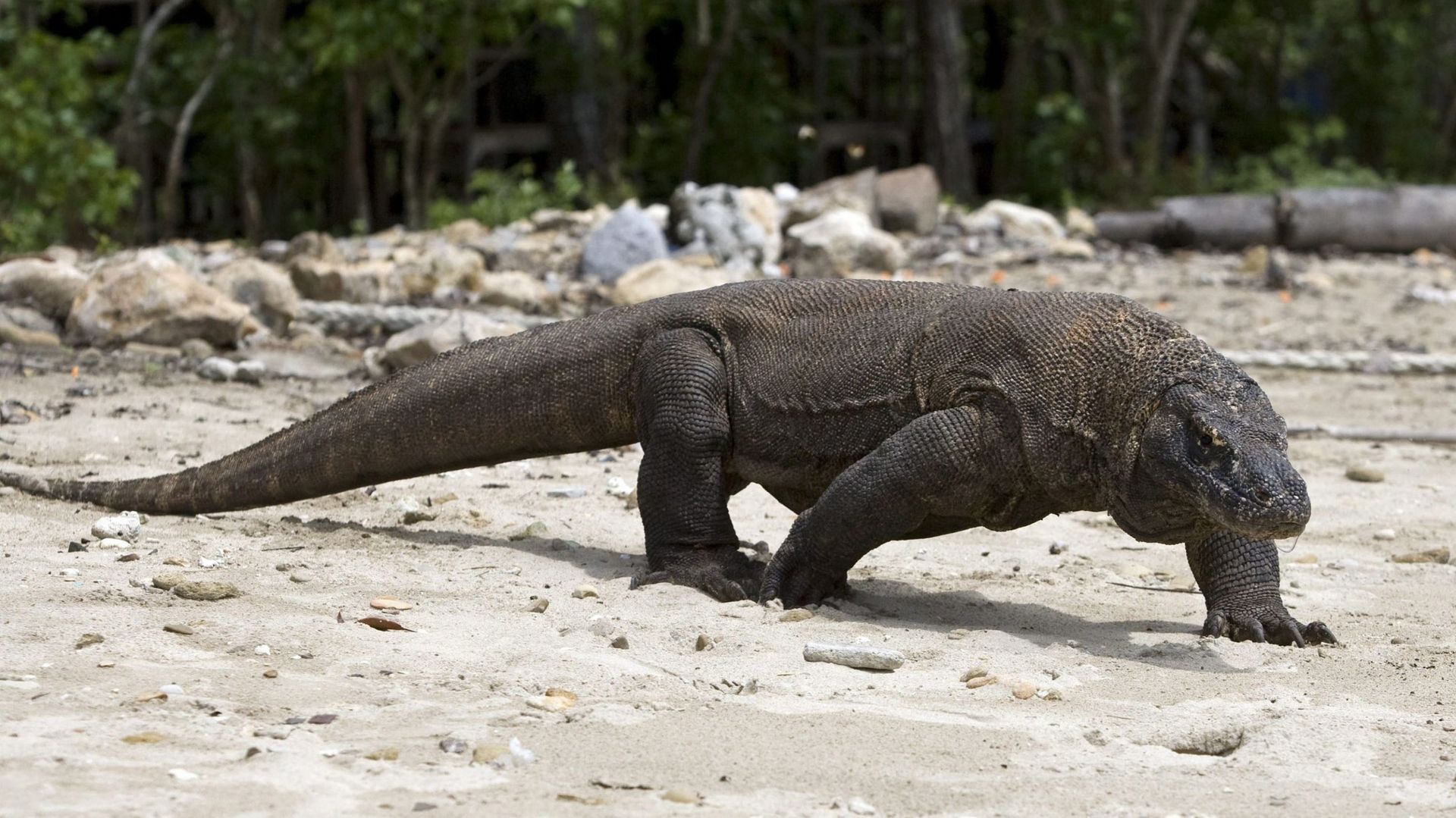 Le dragon de Komodo, "le plus grand lézard au monde"