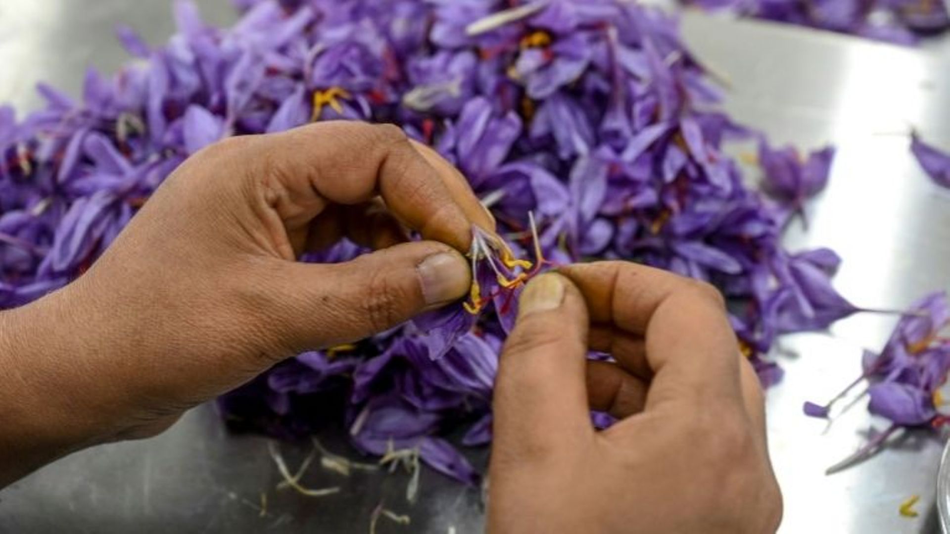 Un cultivateur sépare les stigmates des fleurs de safran après les récoltes dans les champs de Pampore, en Inde.