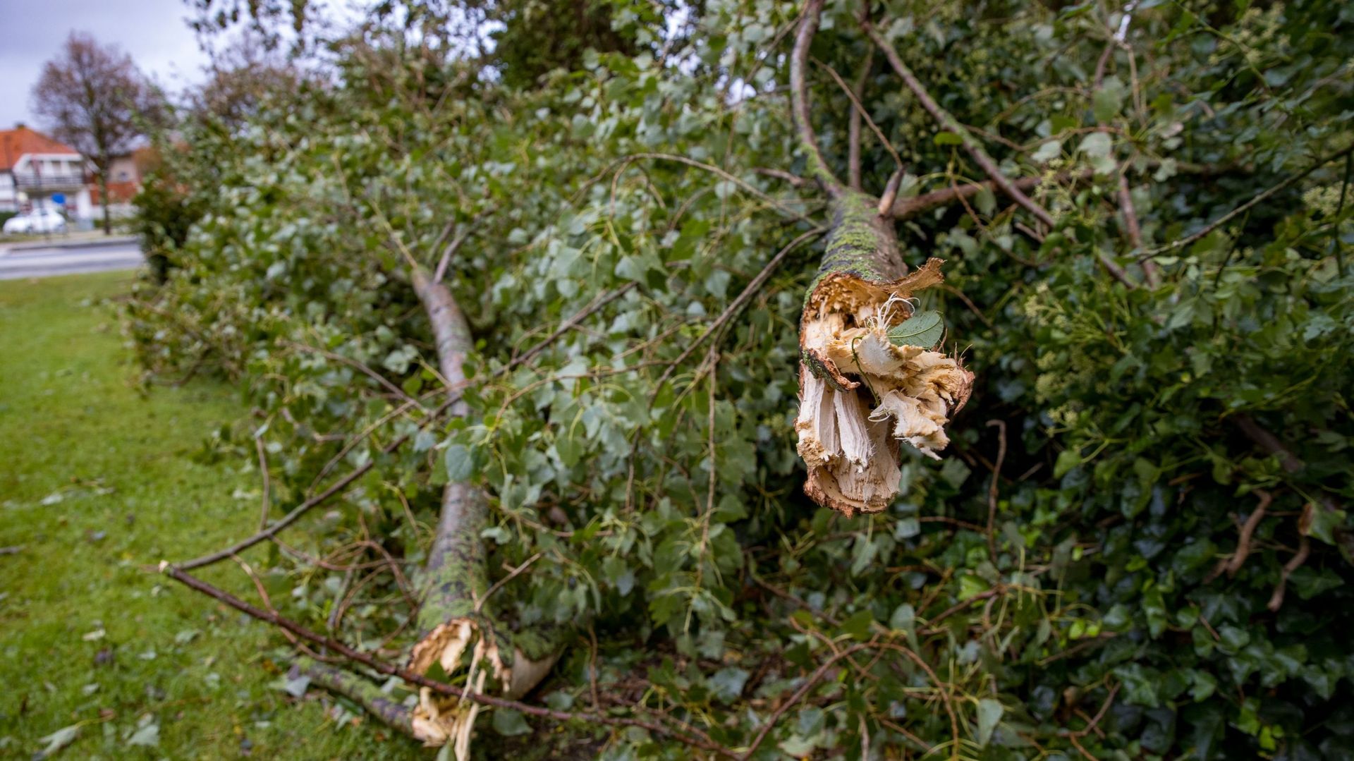 Les arbres qui tombent causent beaucoup de dégâts en cas de tempête (Photos d'illustration)