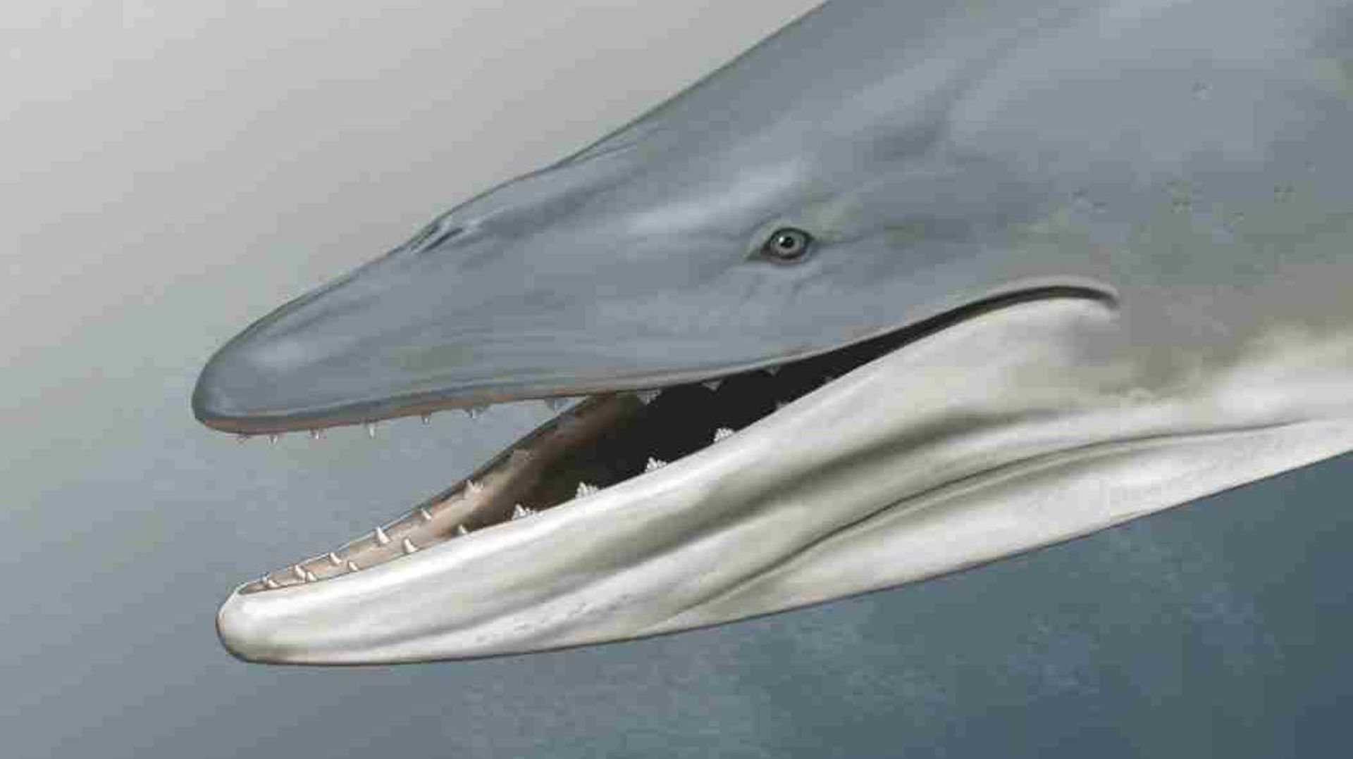 Reconstitution d'après le crâne de cette baleine vieille de 34 millions d'années