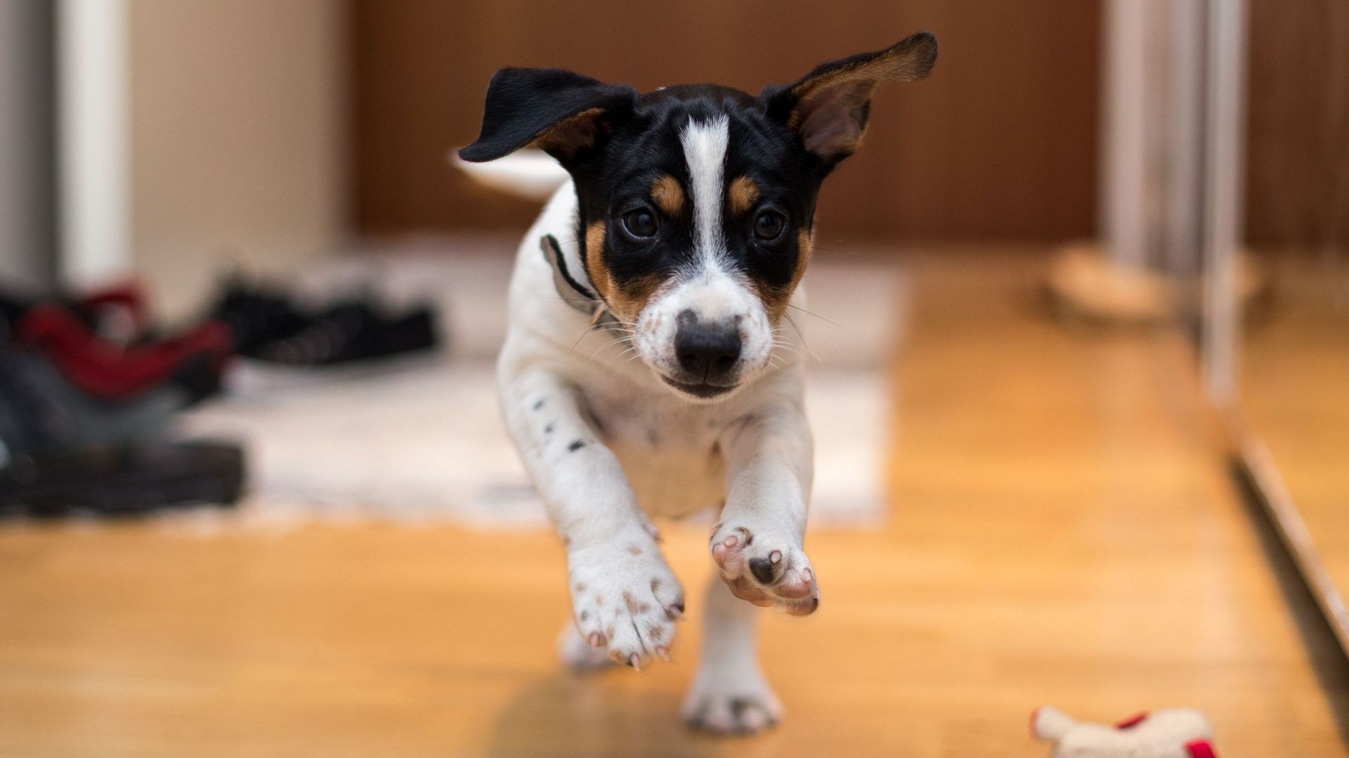 Young Rat Terrier running in house