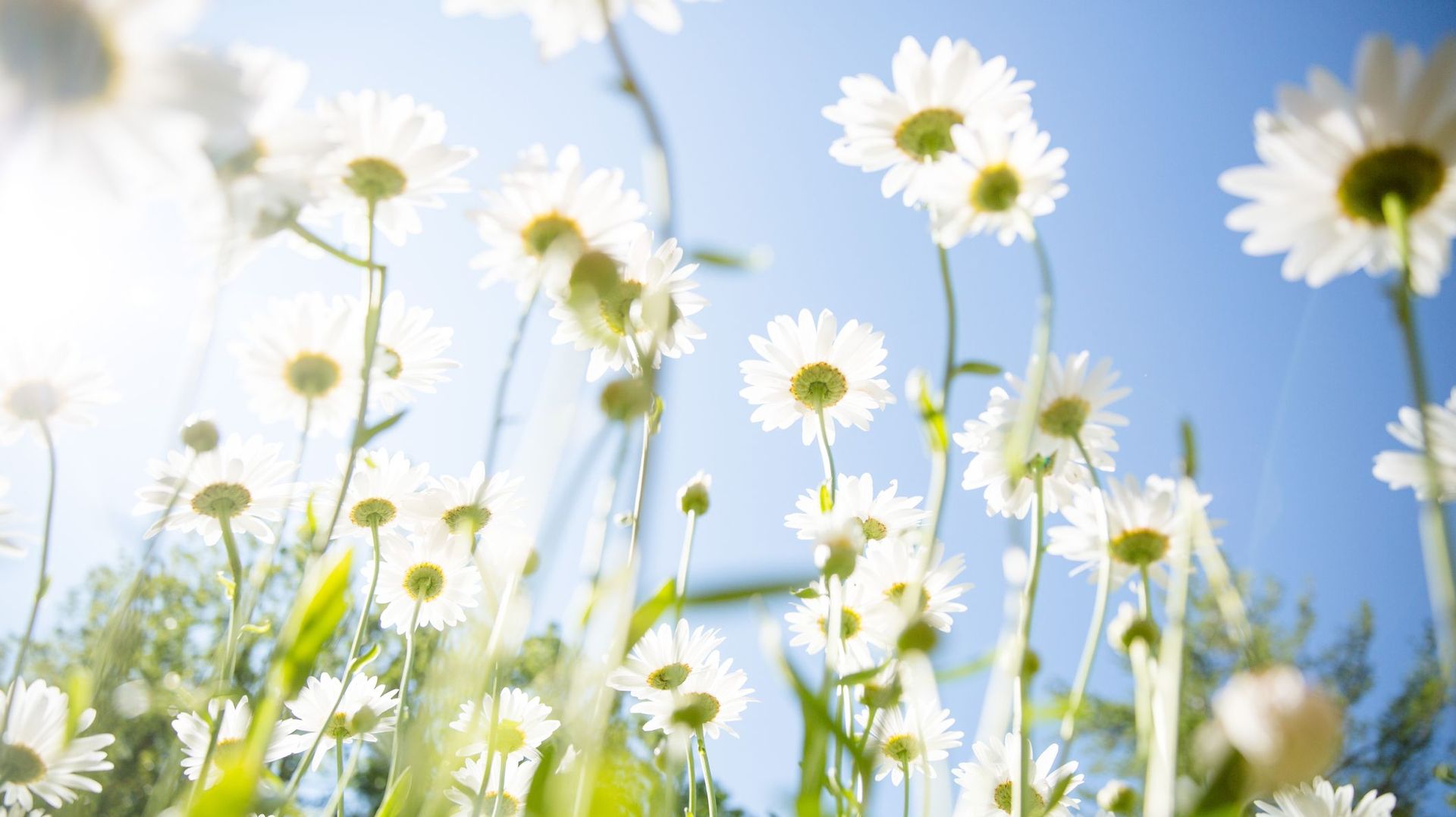 daisy flower background