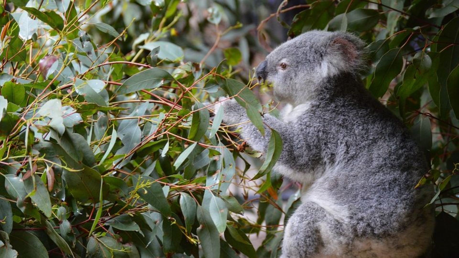 le koala, en savoir plus 