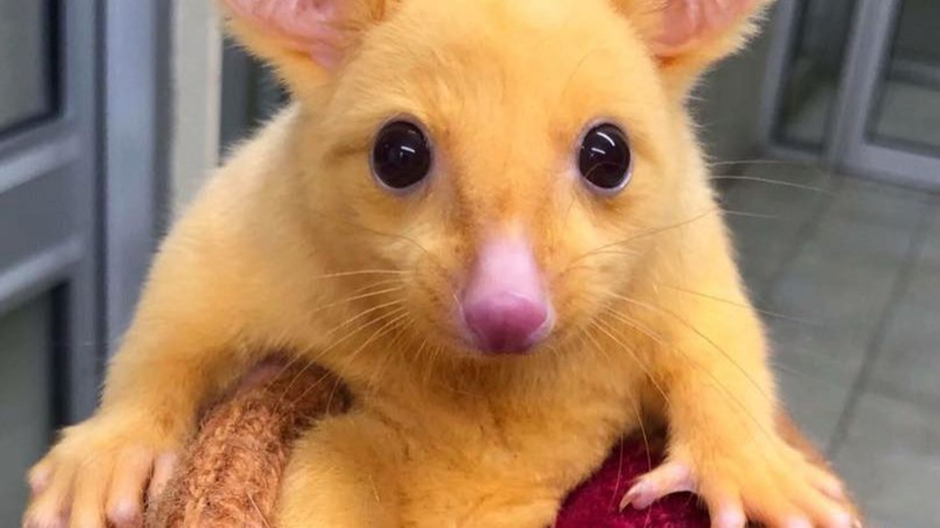 Pikachu existe réellement: il a été découvert en Australie
