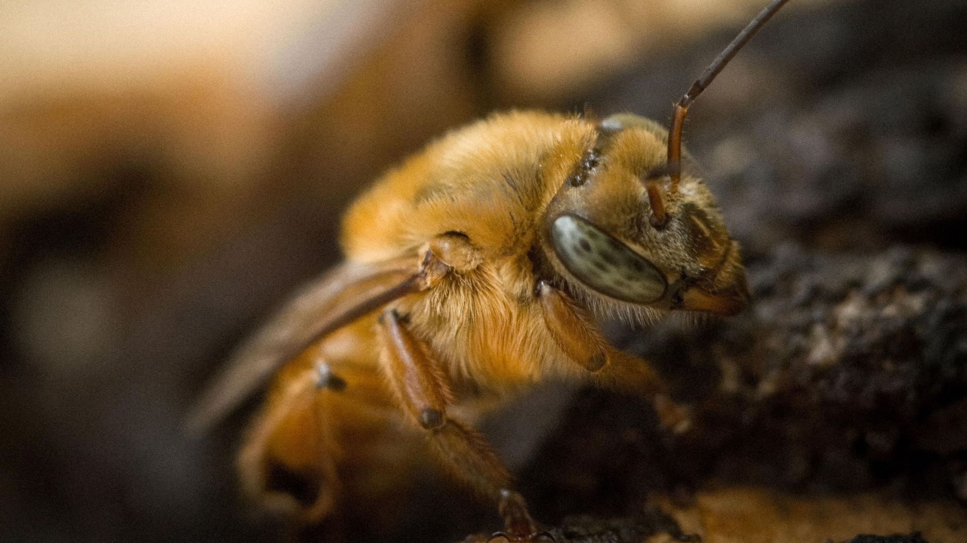 Une abeille de l'espèce urucu jaune dans une ruche à Itapecerica da Serra, à environ 50 km de Sao Paulo, Brésil, le 21 juin 2022.