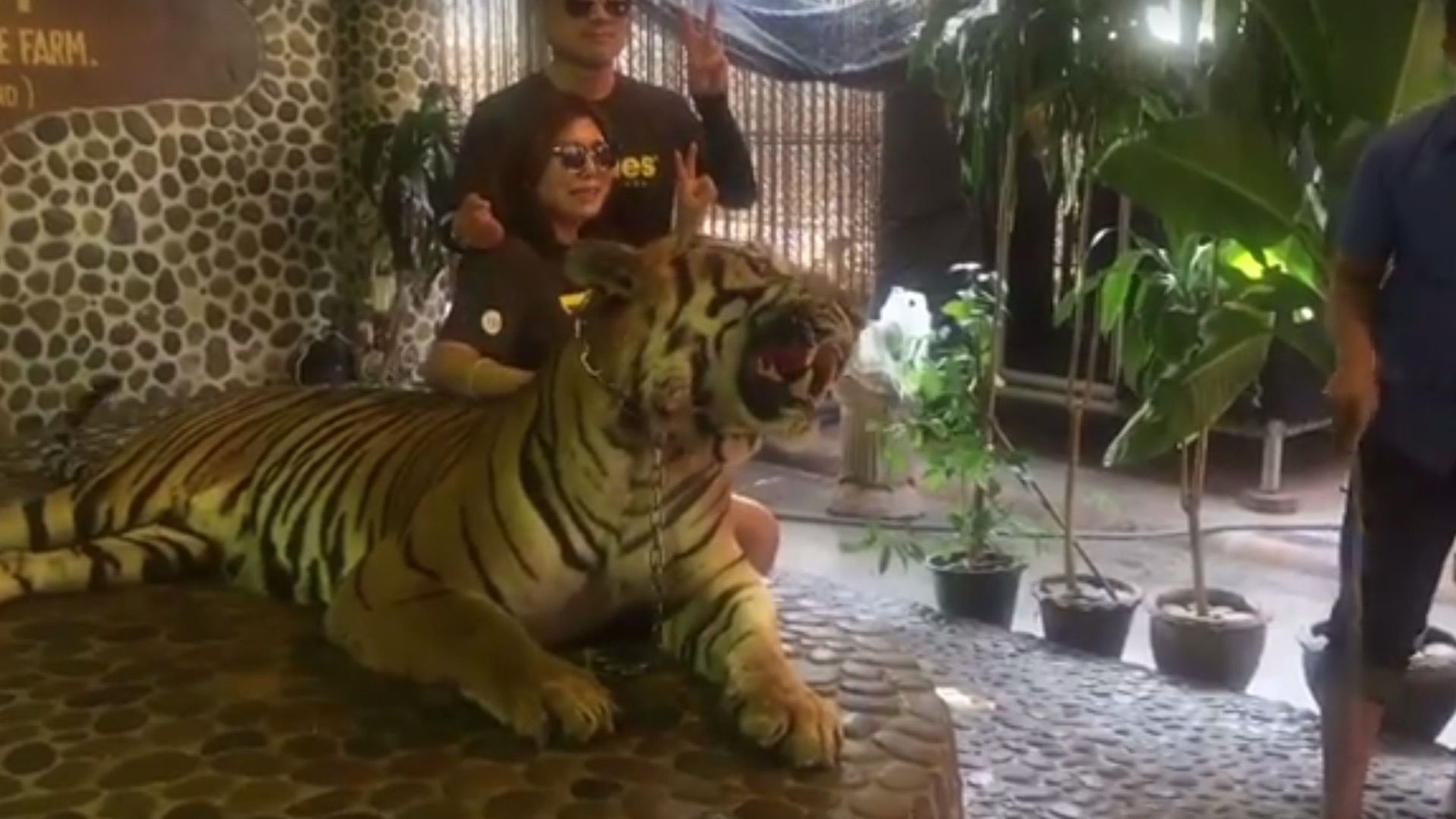 Thaïlande : un tigre maltraité pour des selfies 