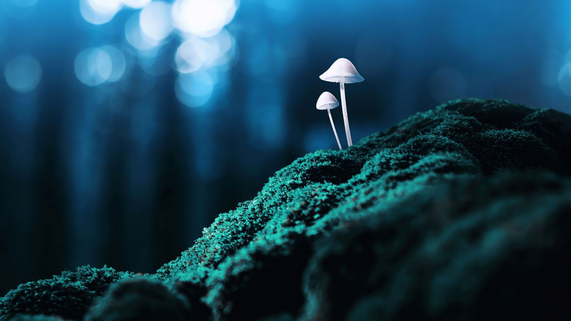 Microdosing : quand les champignons hallucinogènes améliorent les performances au travail