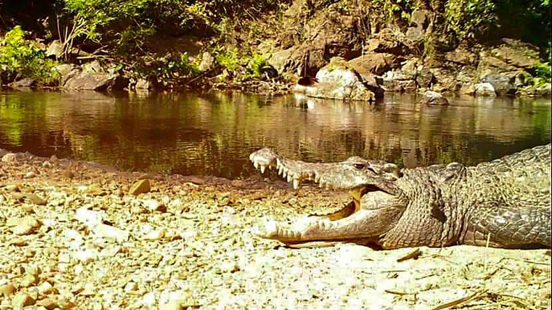 Cette photo non datée prise par le parc national de Kaeng Krachan le 23 janvier 2021 montre un crocodile siamois d'eau douce, une espèce en danger critique d'extinction originaire d'Asie du Sud-Est, au parc national de Kaeng Krachan, dans le centre de la 