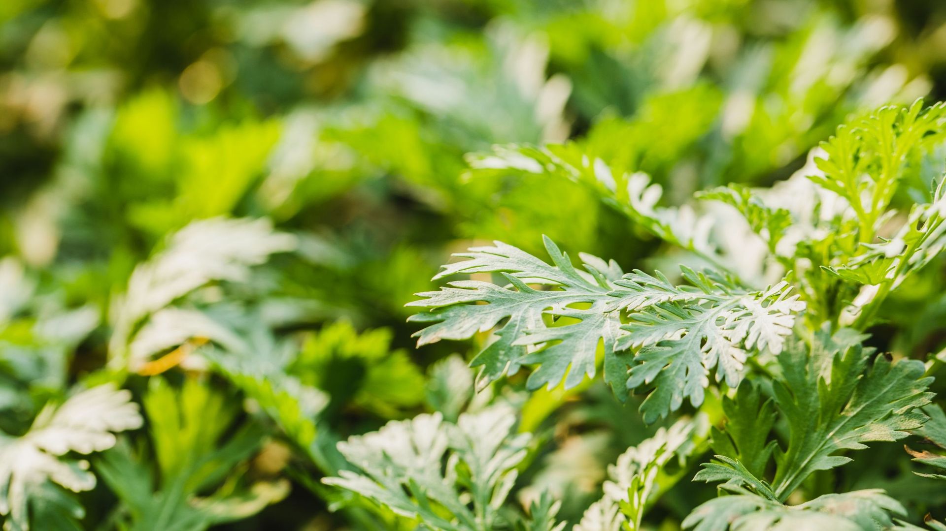 Chinese mugwort growing in the field, Chinese mugwort is widely used by Chinese as a herbal medicine