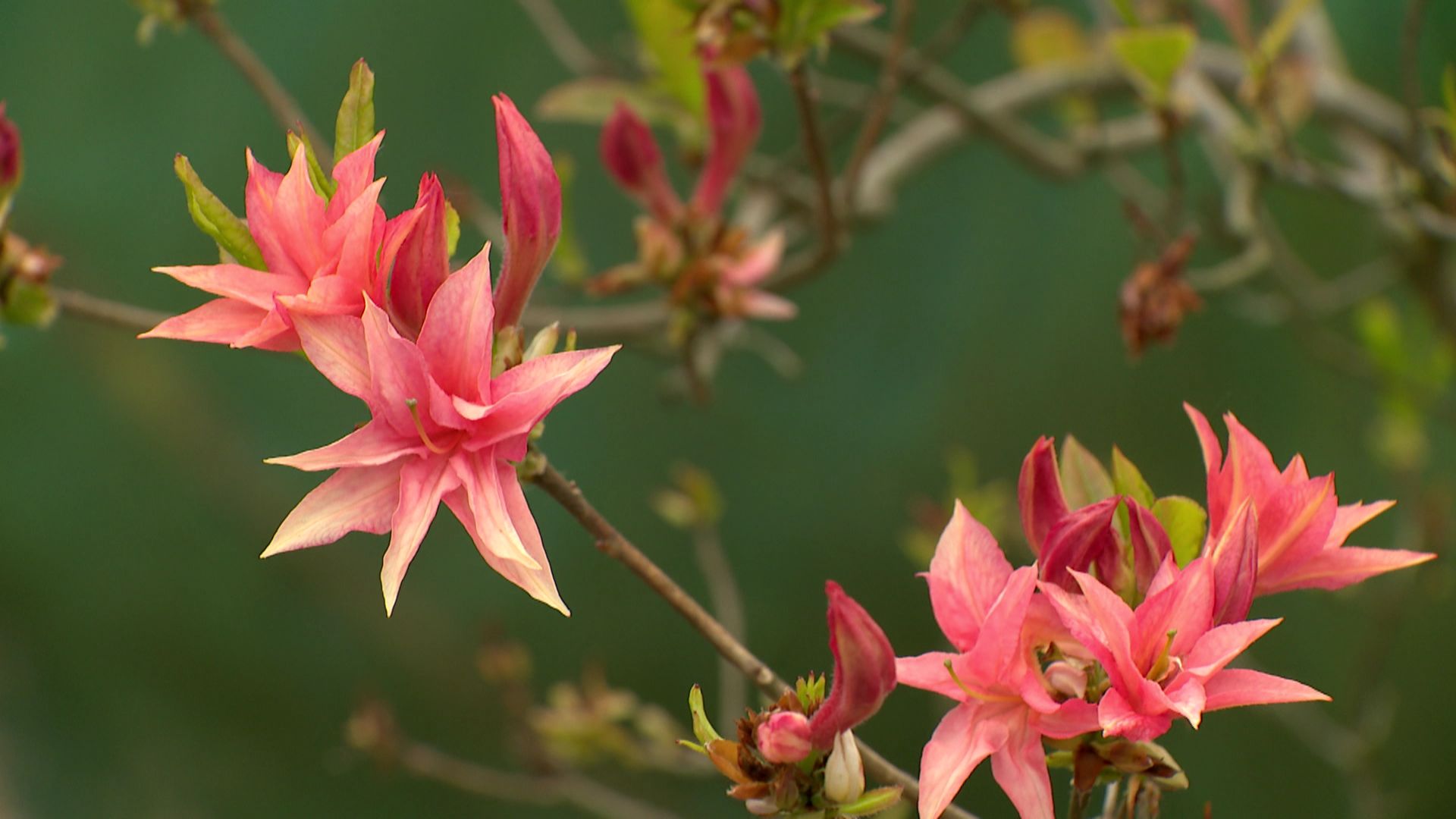 Rhododendron ‘Freya’