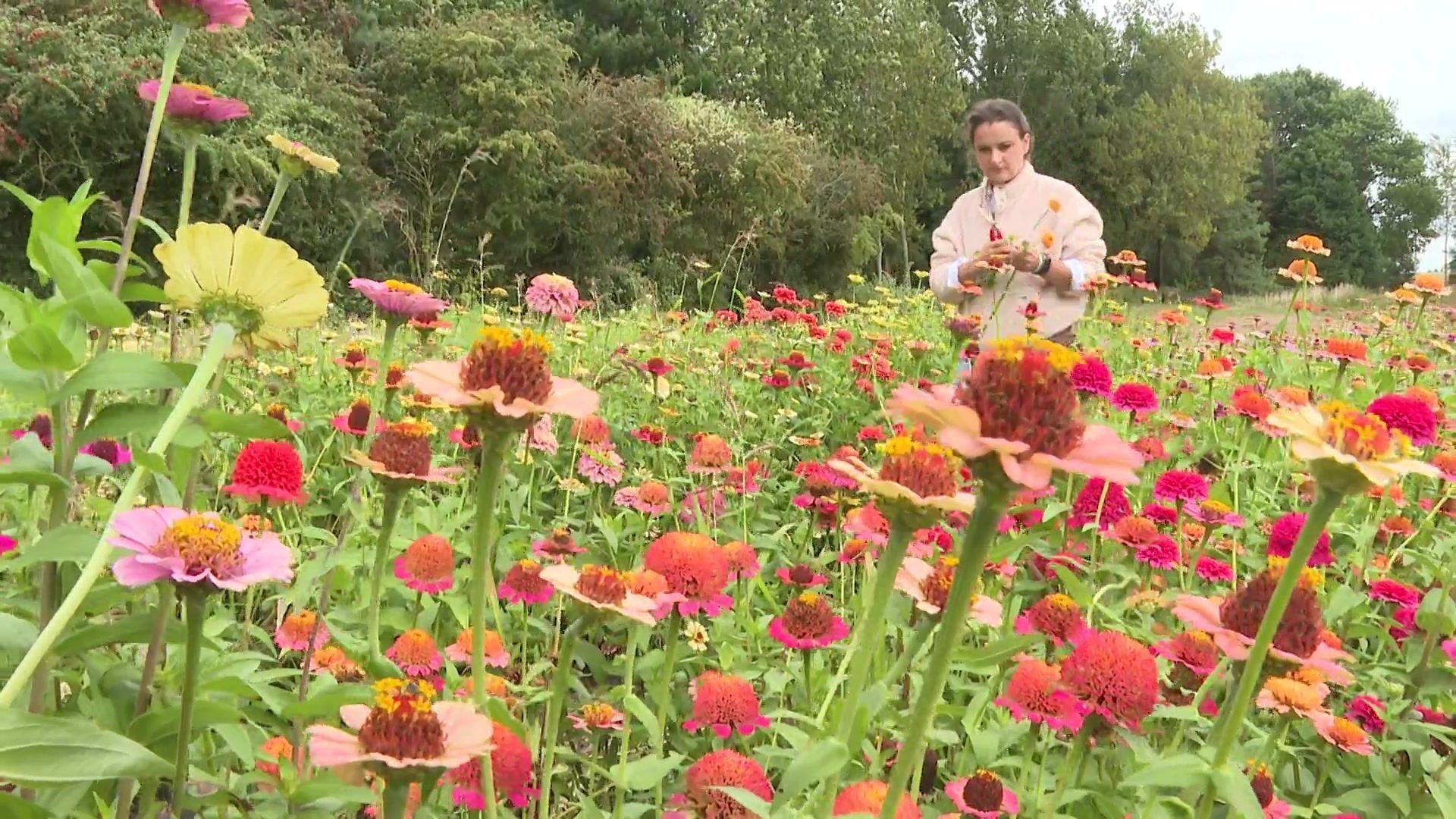 Le plan B des agriculteurs : golf fermier, ferme florale, drive-in, quand la ferme se diversifie