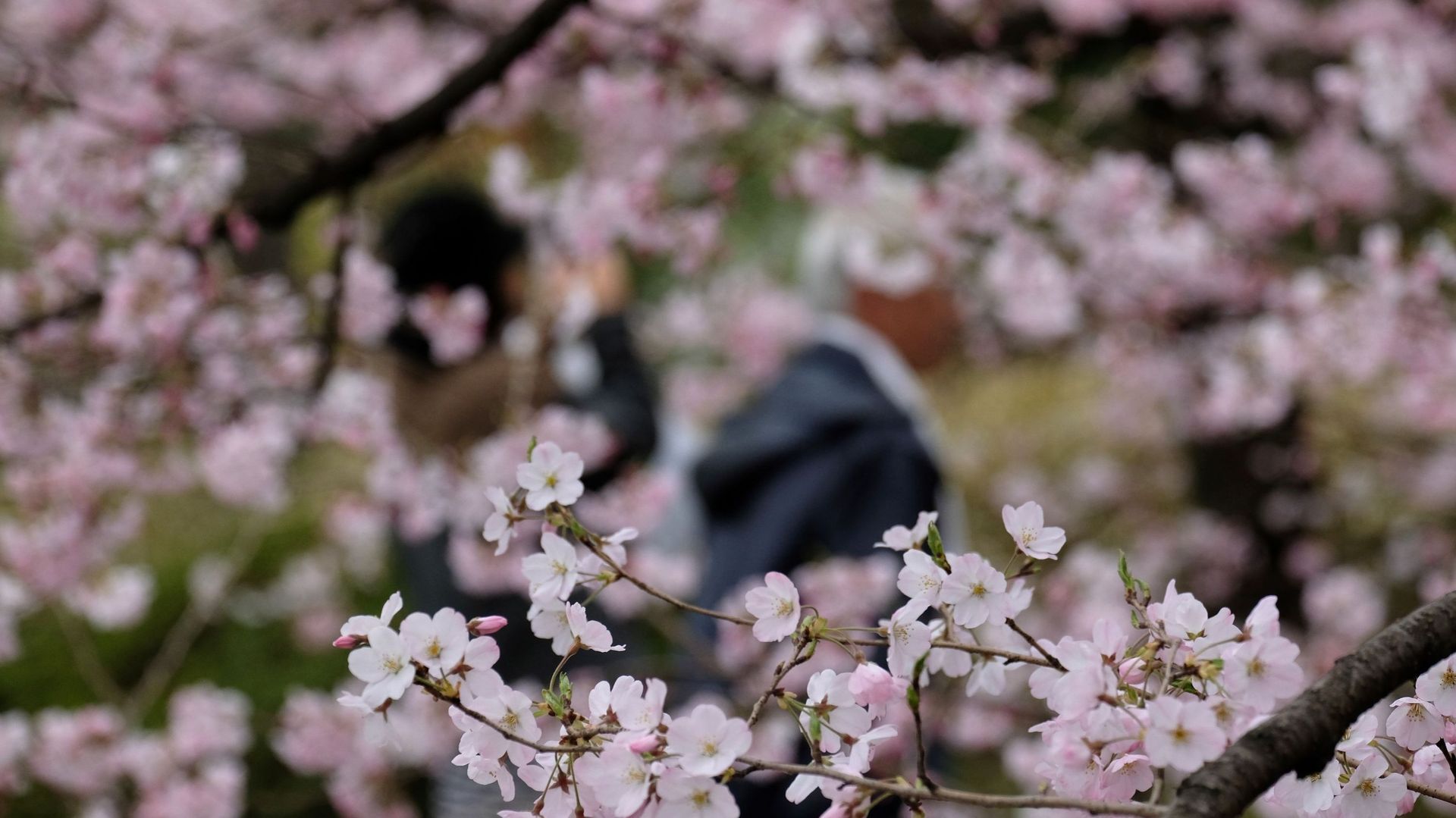 Quand les cerisiers du Japon fleurissent en automne - RTBF Actus
