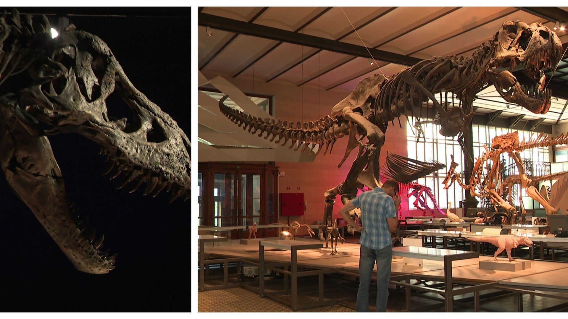 T-Rex au Musée des Sciences naturelles 