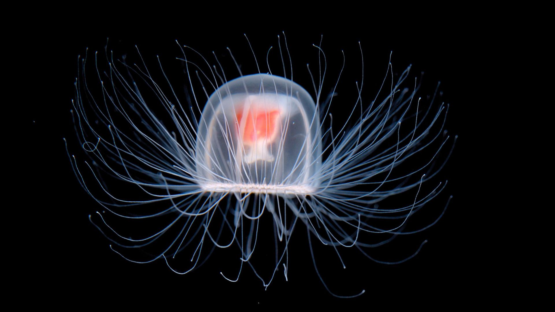 Mars – Saison 20-21 - Turritopsis nutricula Jellyfish
