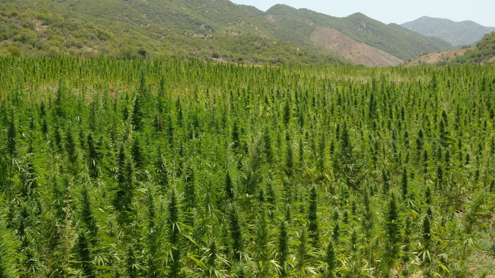 Un champ de cannabis à Elkolla, à 100 kilomètres de Larache dans le nord des montagnes du Rif