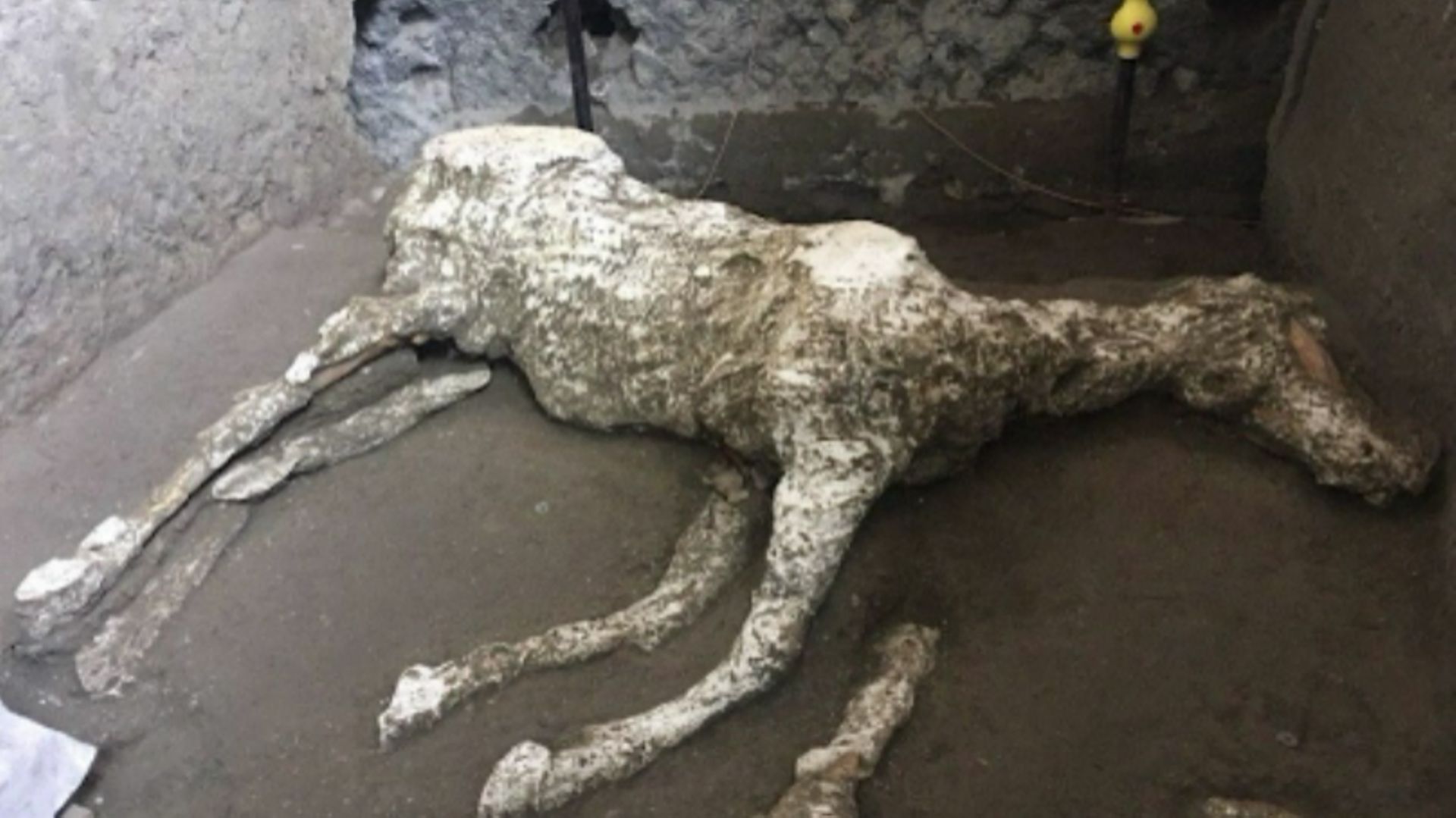 Des chevaux pétrifiés retrouvés par des archéologues à Pompéi