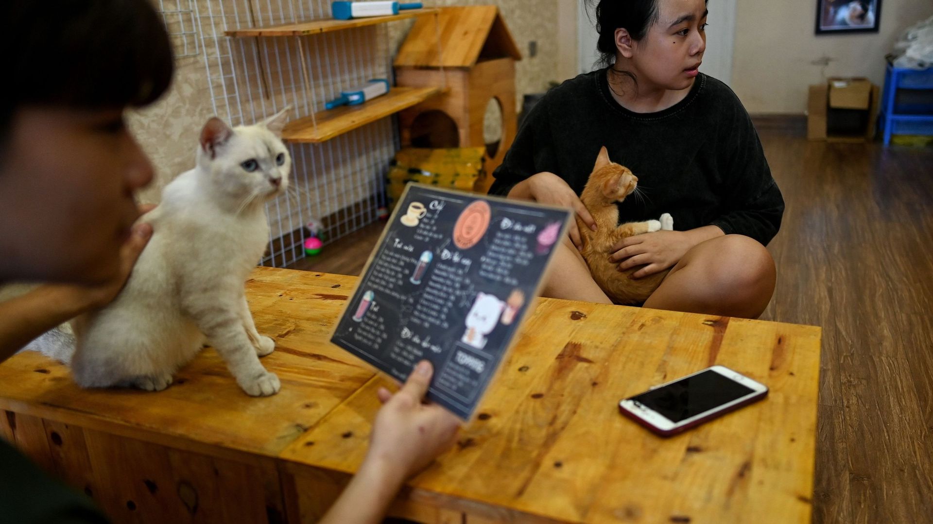 Au Vietnam, un café recueille des chats à adopter