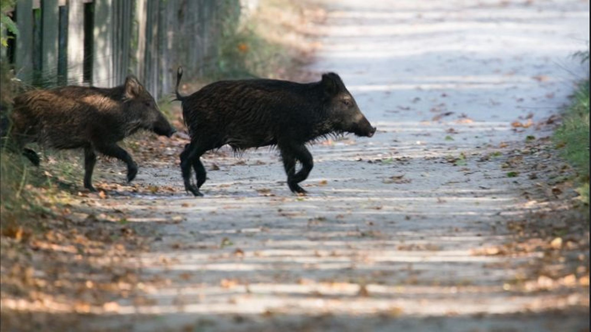 Prudence sur les routes wallonnes : le gibier est en cavale pendant la chasse