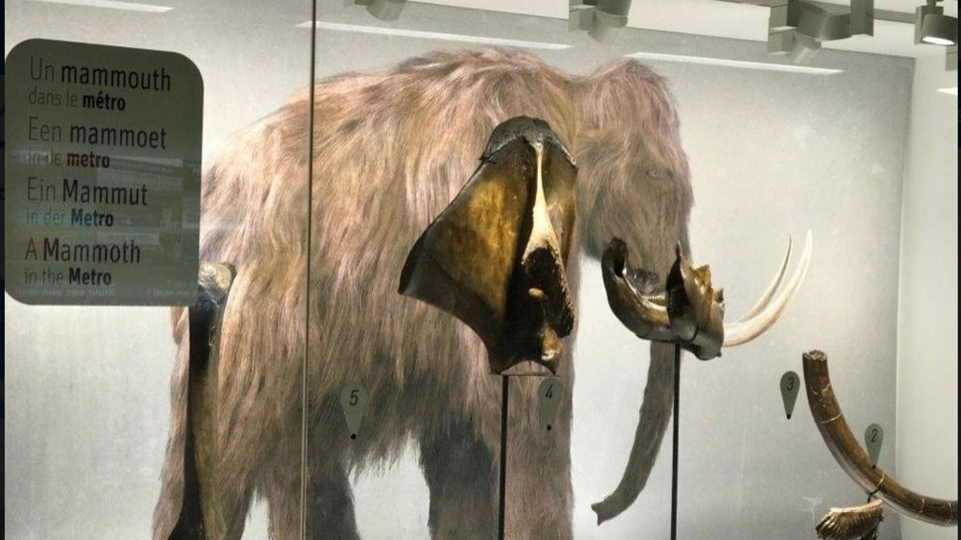 A la gare du Midi, navetteurs et navetteuses peuvent admirer ces restes de mammouth trouvés sur place